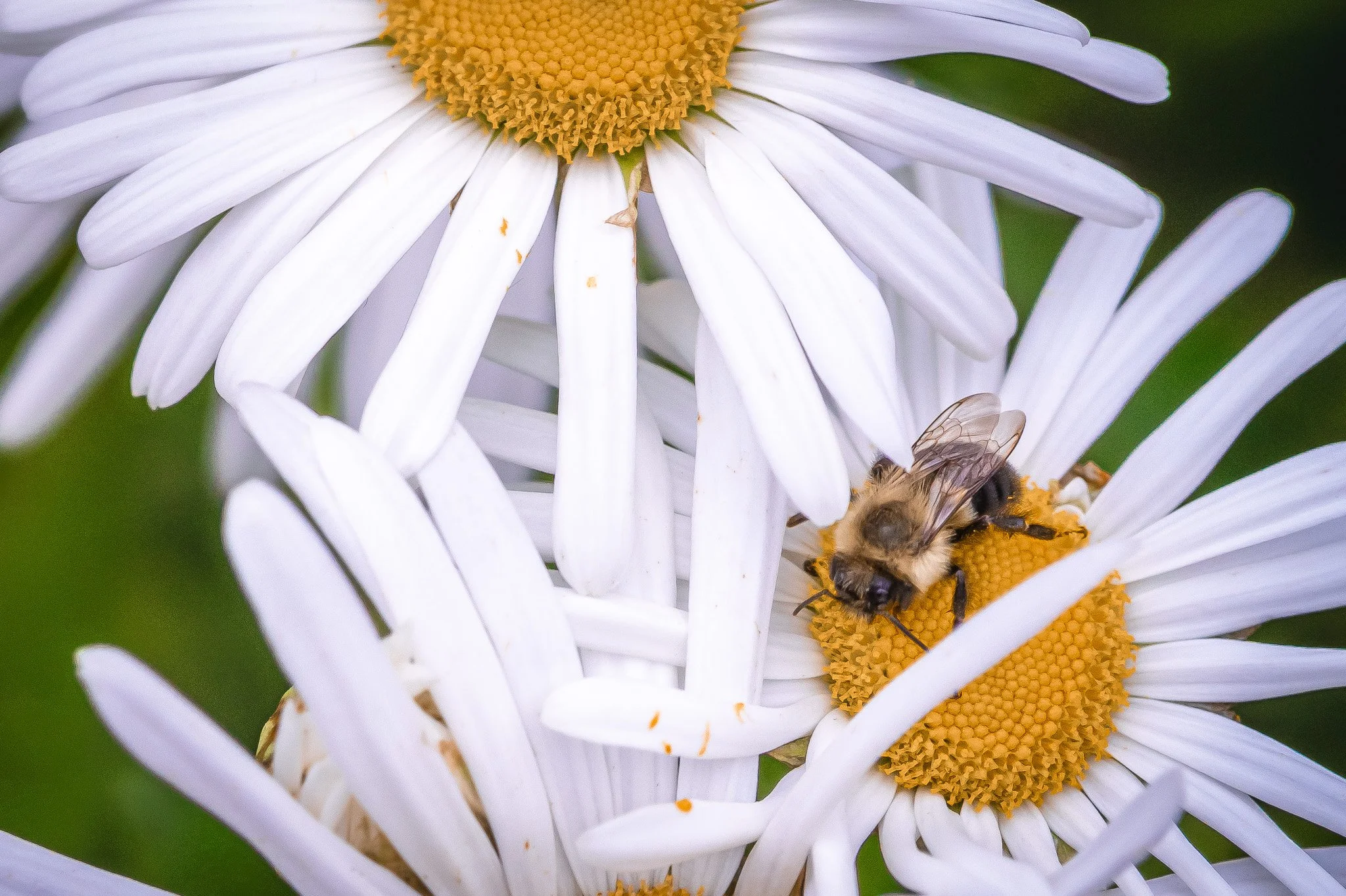 Close-up of a bee collecting nectar from a white daisy flower with a yellow center, surrounded by other daisies.