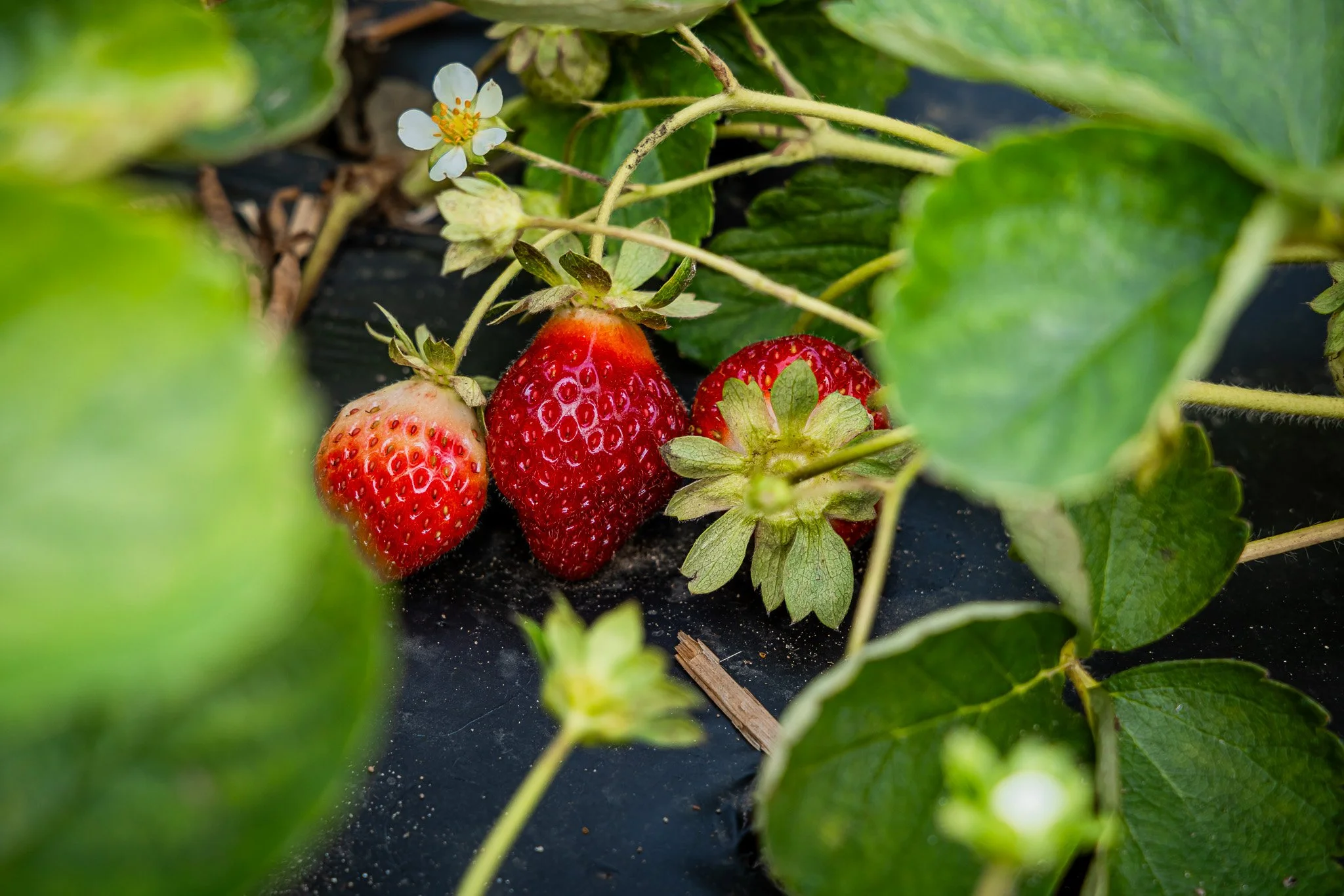 Close-up of three strawberries growing among green leaves, with one in the foreground starting to ripen and two more ripe and red.