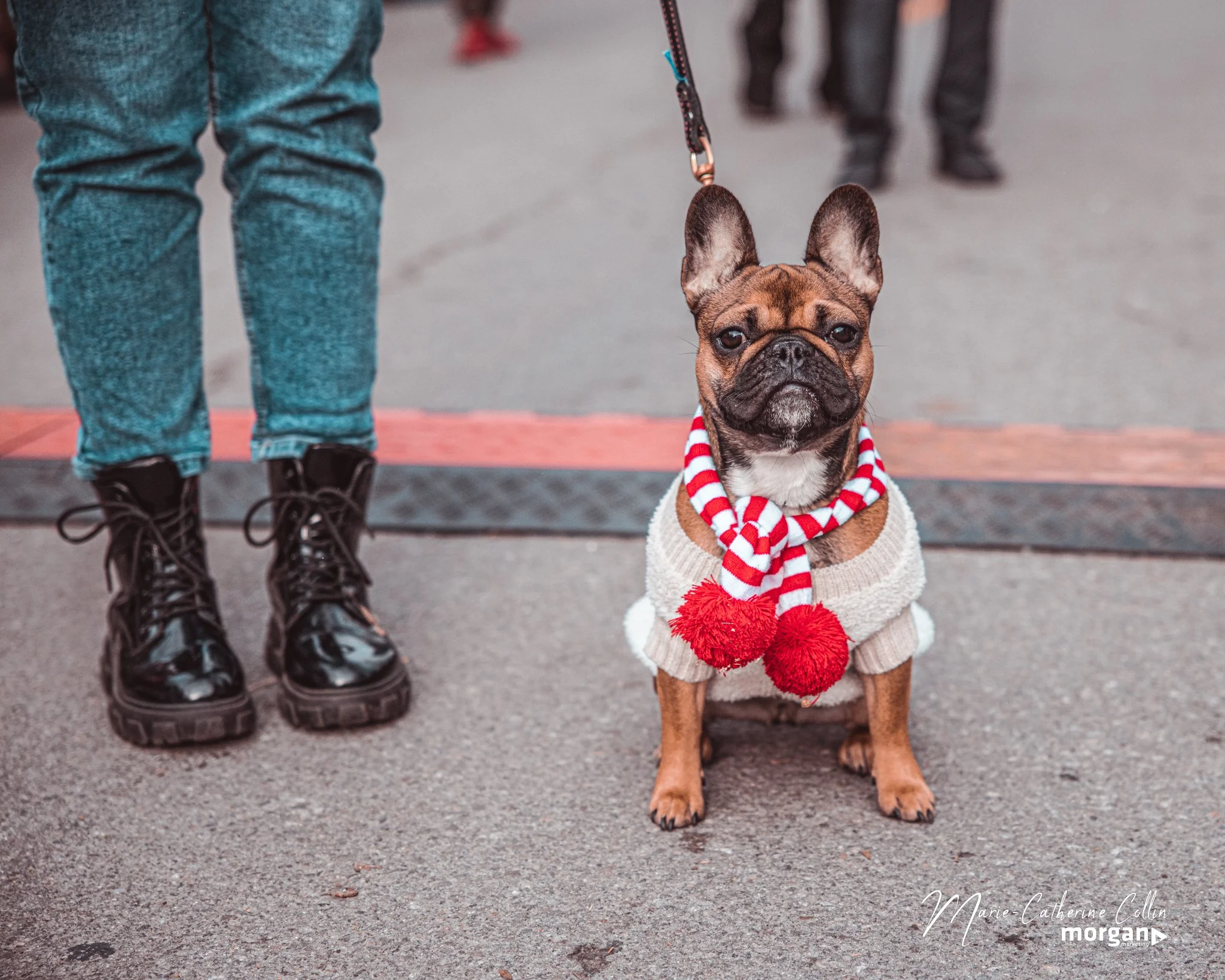 A small French Bulldog wearing a knitted sweater with a red and white striped scarf with pom-poms, sitting on a sidewalk. The person next to the dog is wearing jeans and shiny black boots.
