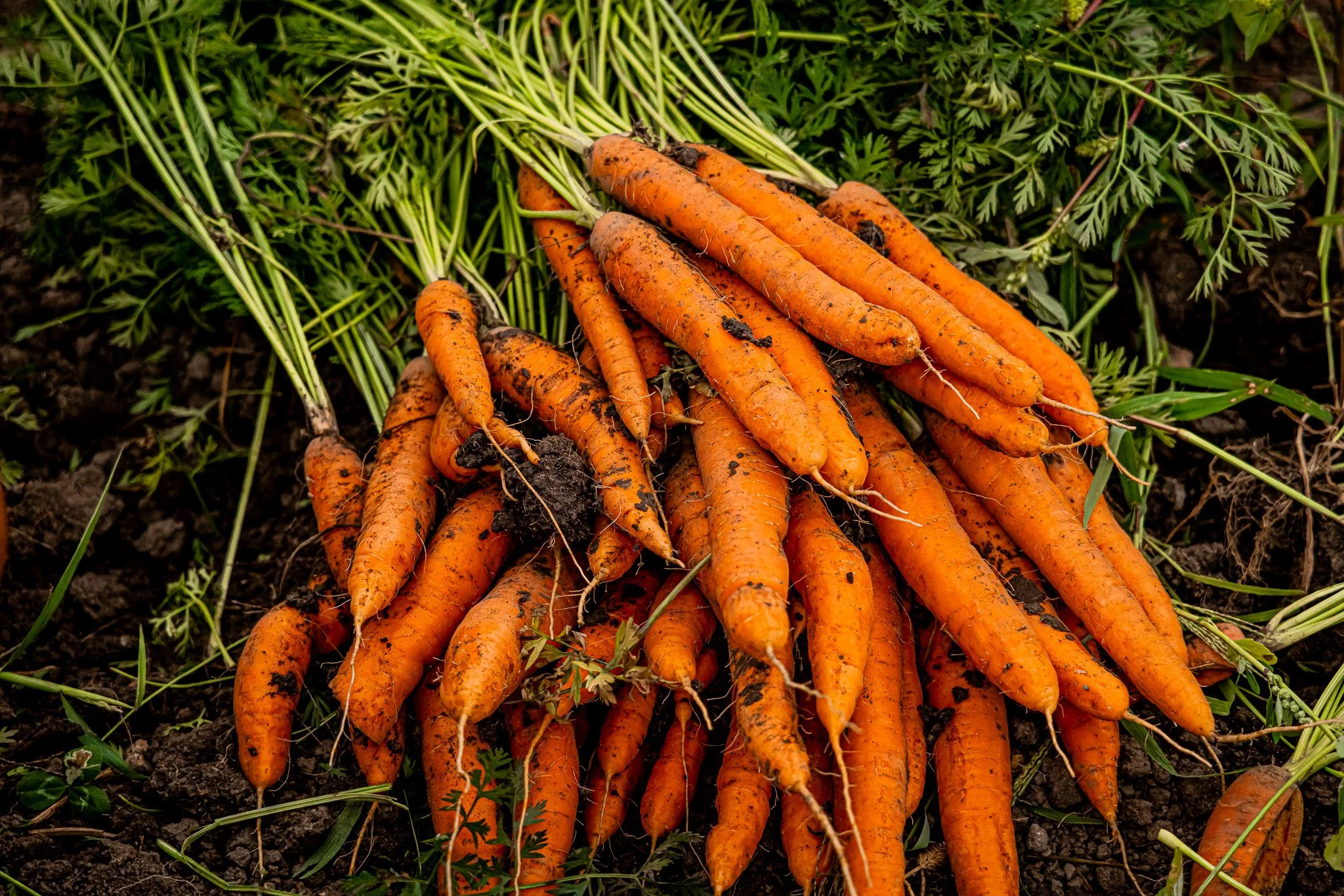 Freshly harvested carrots with green tops, covered in dirt, lying on soil.