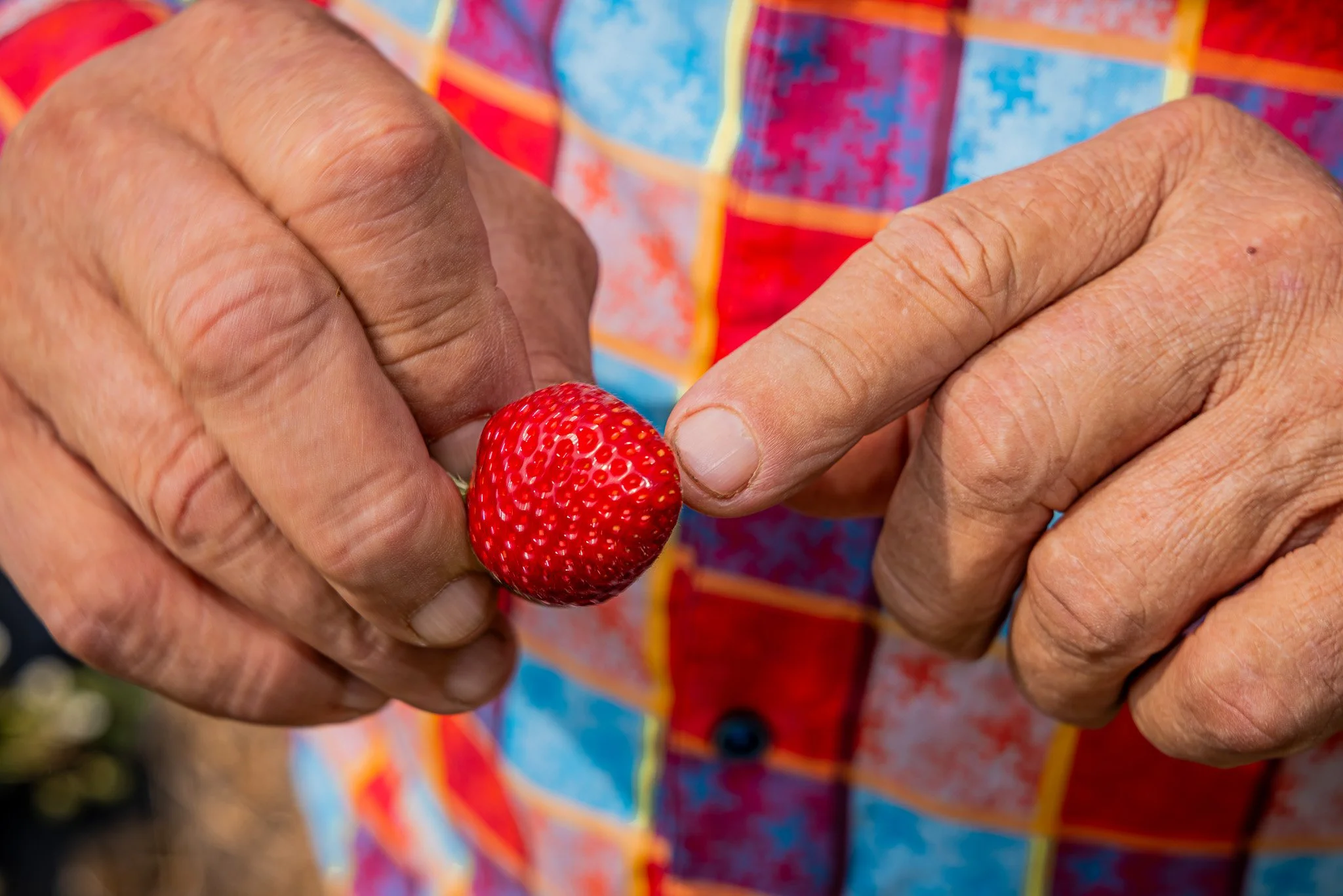 Close-up of a person holding a ripe red strawberry with their left hand and pointing at it with their right index finger.