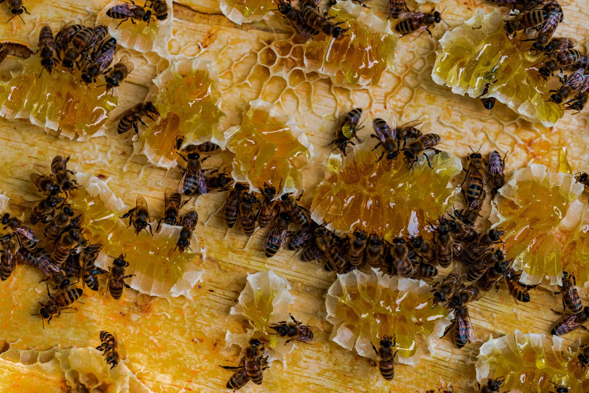 Close-up view of honeycomb with bees gathering honey and working on the honeycomb cells.