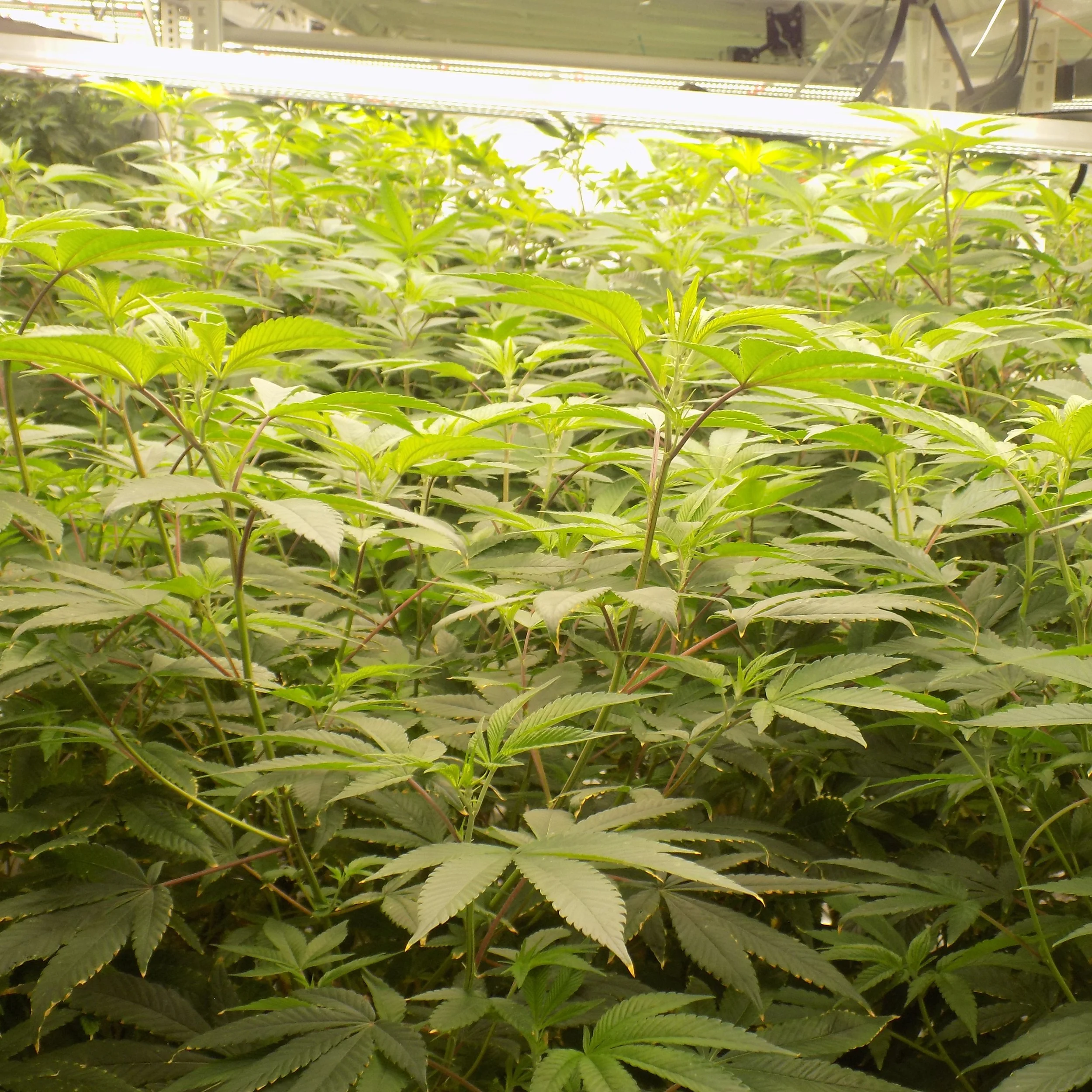 Indoor cannabis cultivation with numerous green cannabis plants under grow lights.