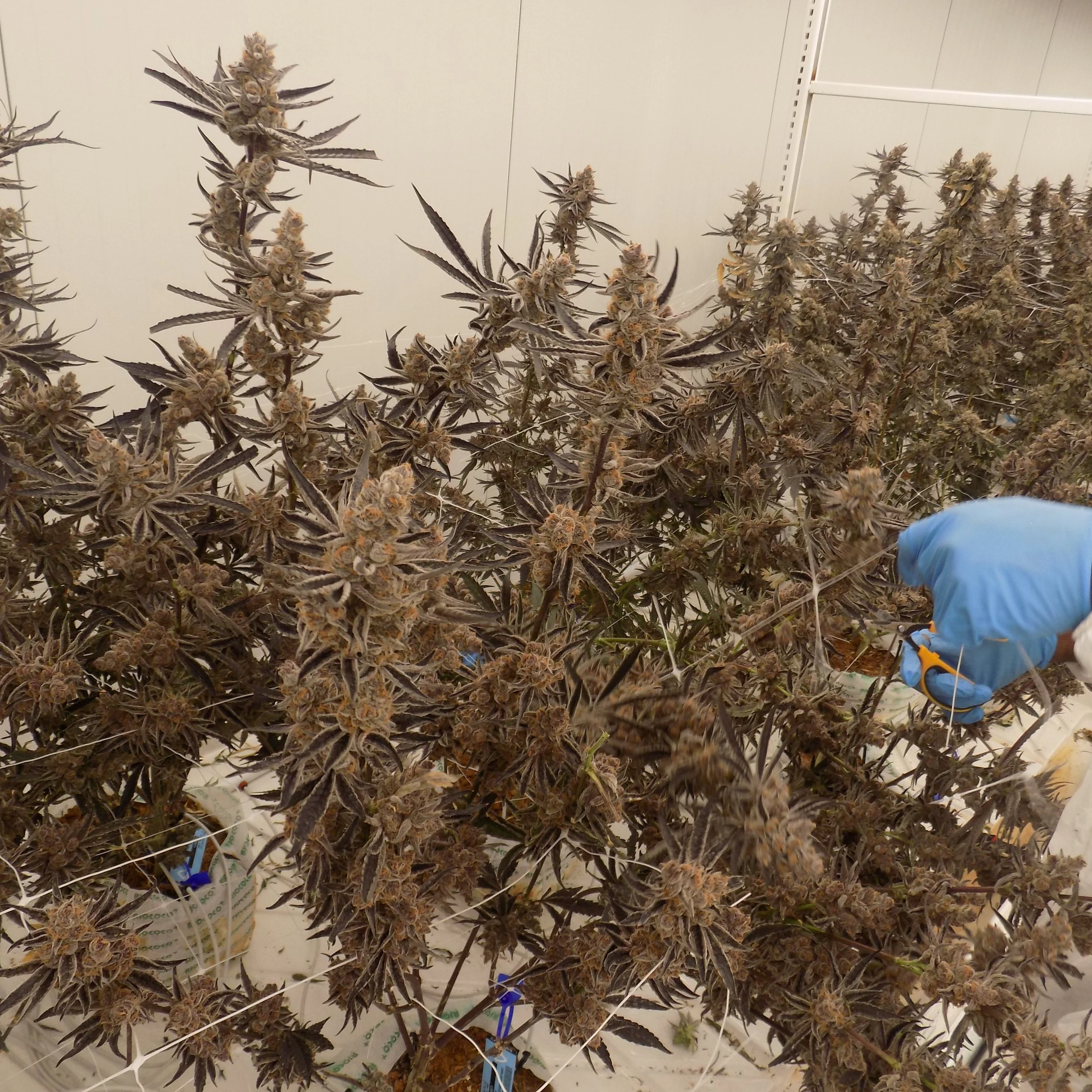 A person wearing blue gloves trimming large, flowering cannabis plants in an indoor grow room.