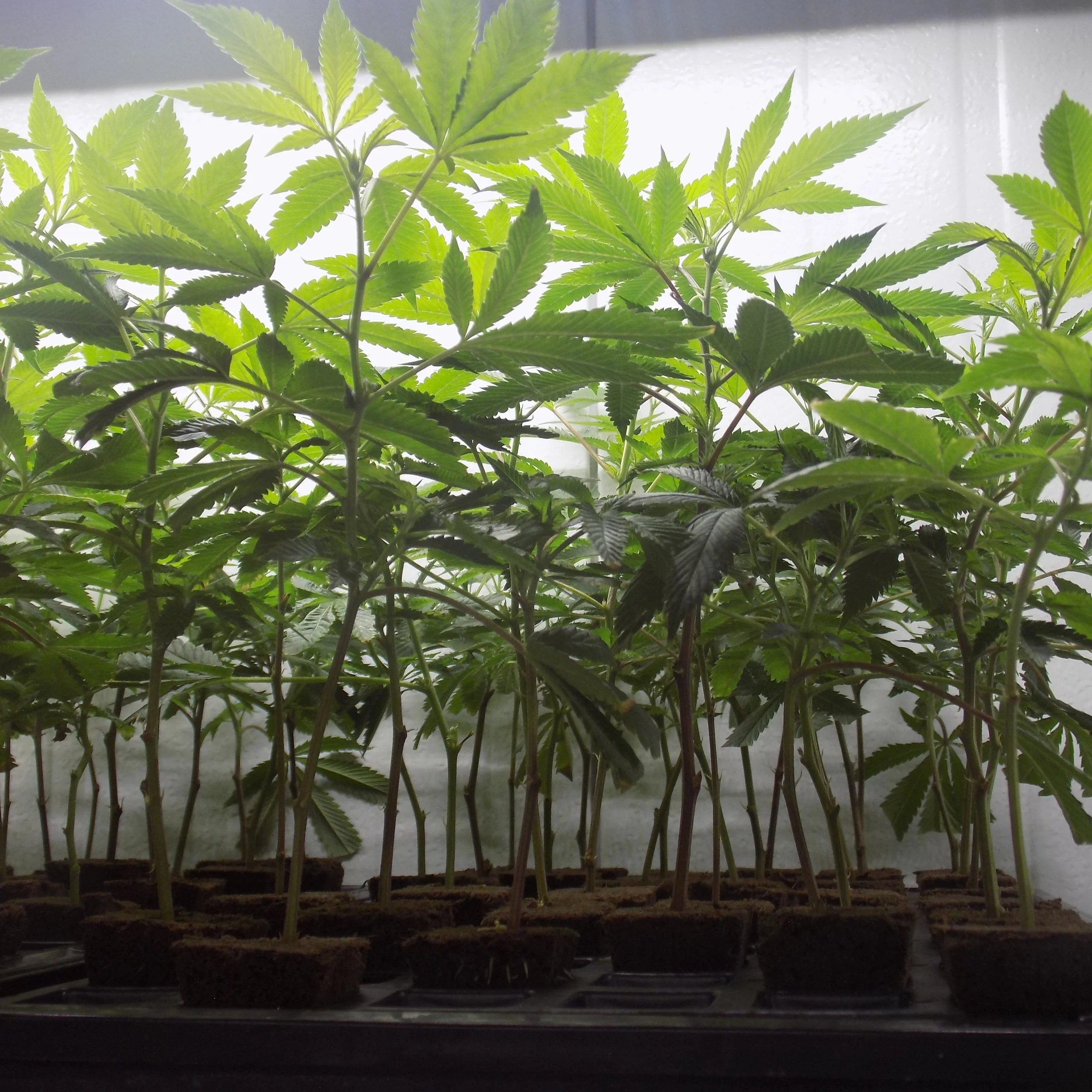 Indoor grow space with cannabis plants in seedling containers under grow lights.