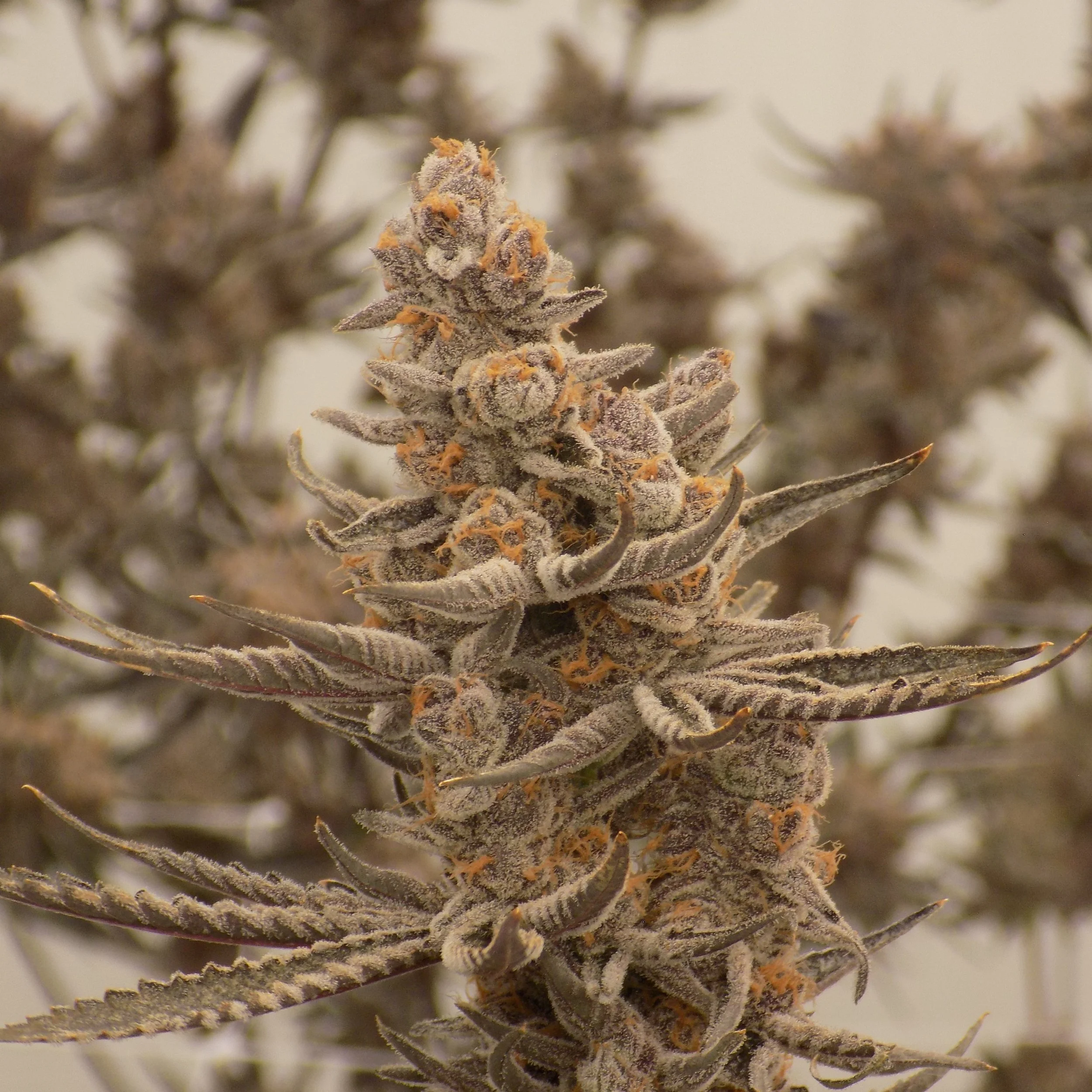 Close-up of a flowering cannabis plant with buds covered in trichomes and orange pistils.