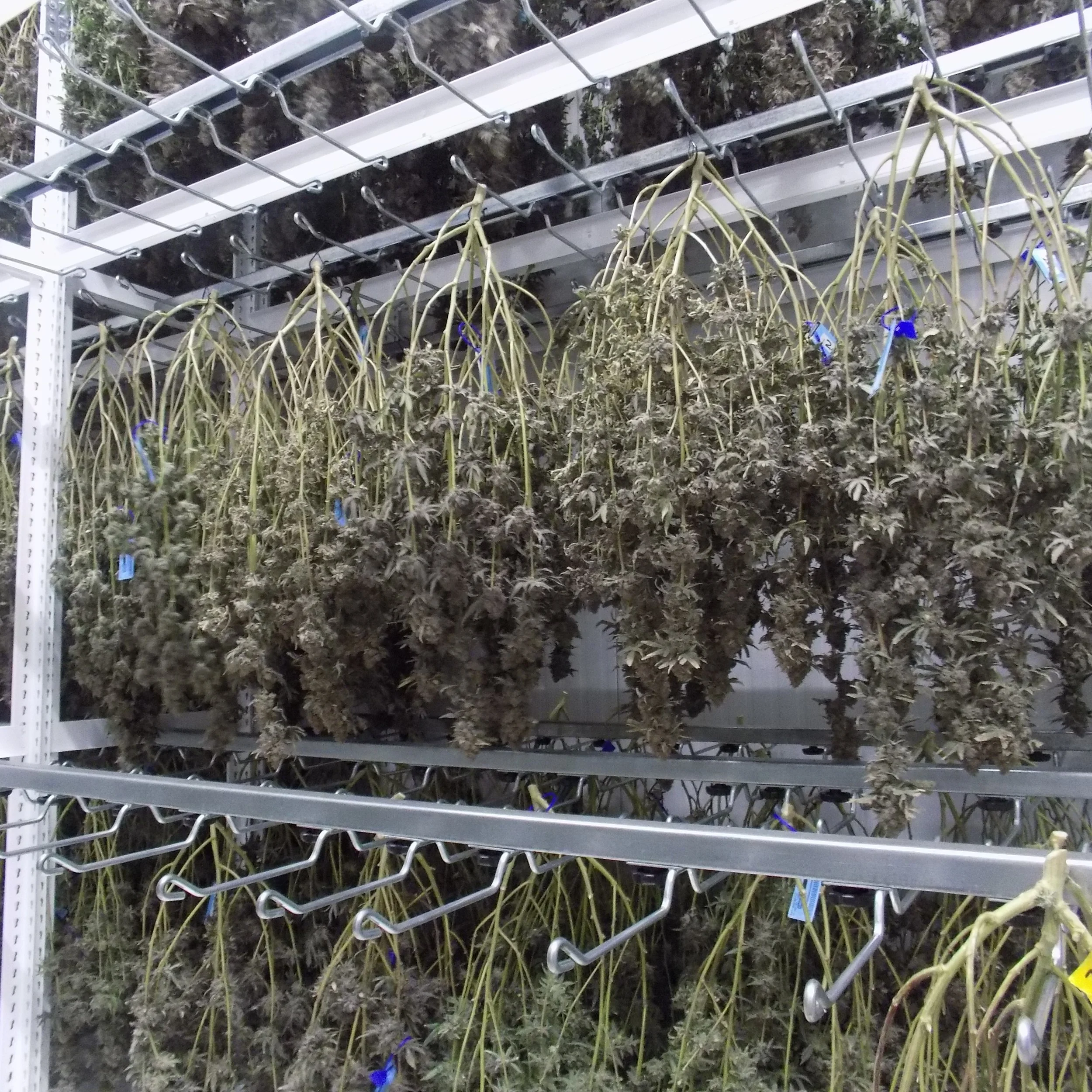 Indoor grow room with rows of cannabis plants hanging upside down to dry, attached to wire racks.