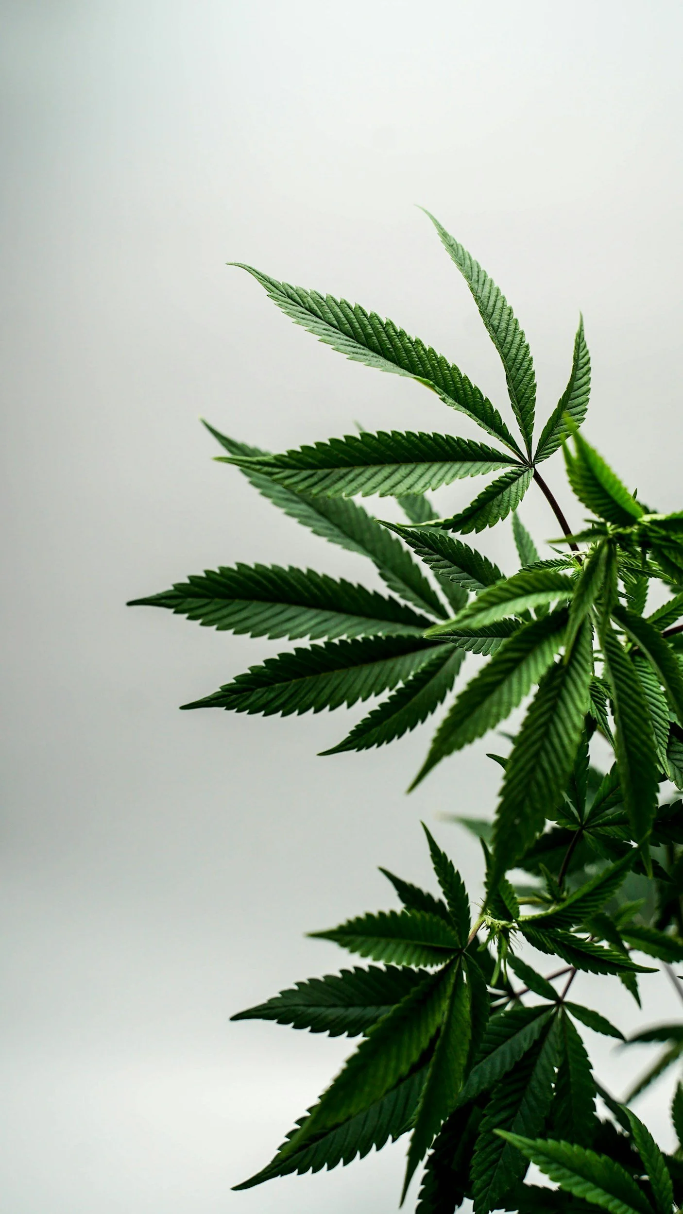Close-up of cannabis leaves on a plant against a plain background.