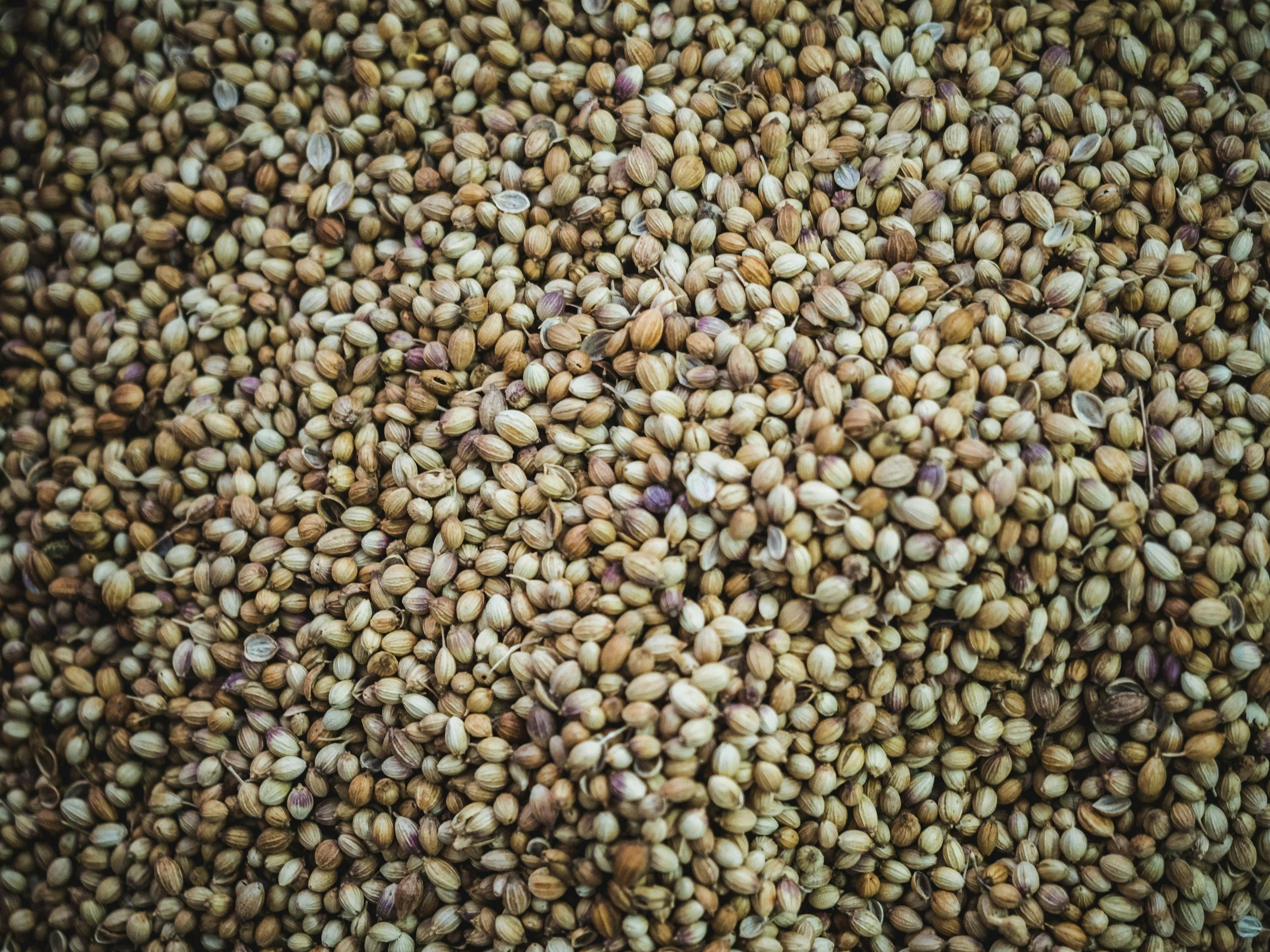 Close-up of a large pile of coriander seeds.