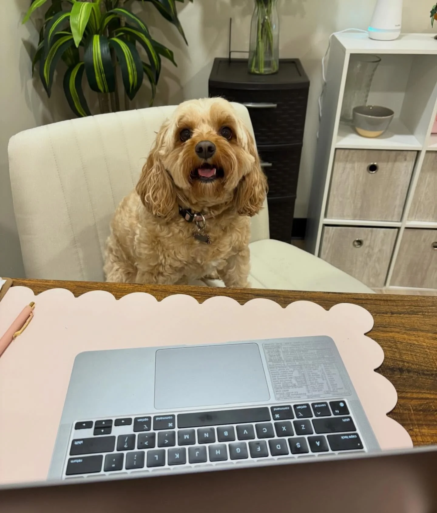 For those of you wondering who&rsquo;s answering your emails... it&rsquo;s Lucy! Our hardest working employee!🐶

Book your class today in app or through the link in our bio! You may even be lucky enough to meet the four legged boss! 🐾

#pilates #pi
