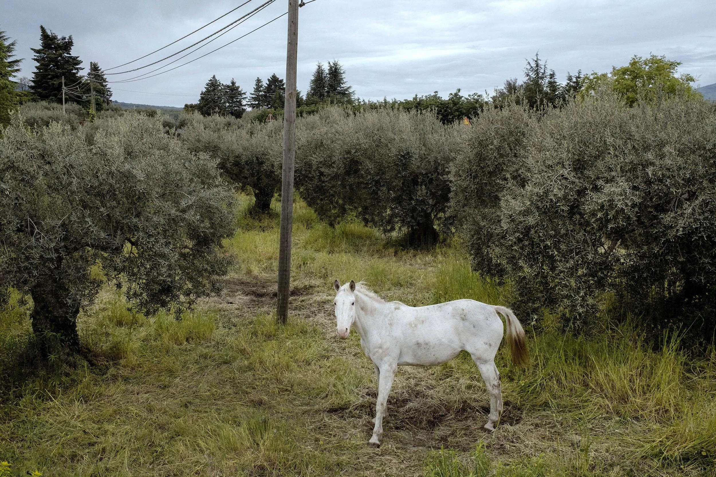 A horse between the olive trees in Montalaguardia, Sicily.