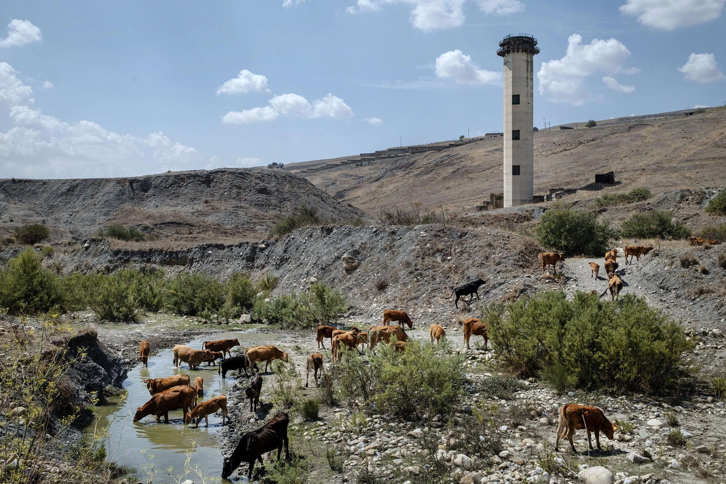 Cows drink the little water available in the never completed dam of Blufi. In the heart lands of Sicily there is a constant water shortage due to bad maintenance and mismanagement, money somehow always seems to leak away.