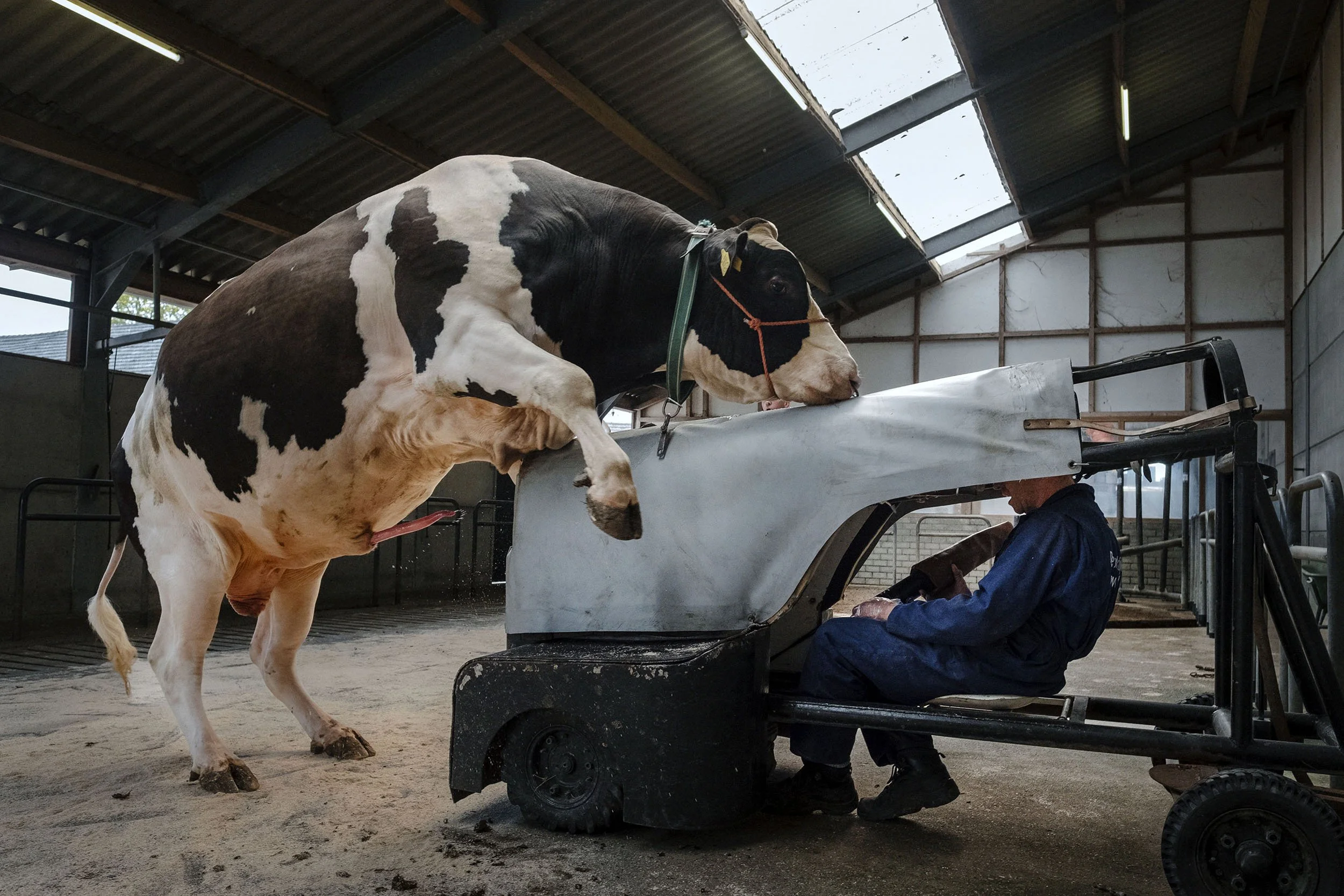 Collecting bull sperm at KI Samen in Grashoek, the Netherlands.