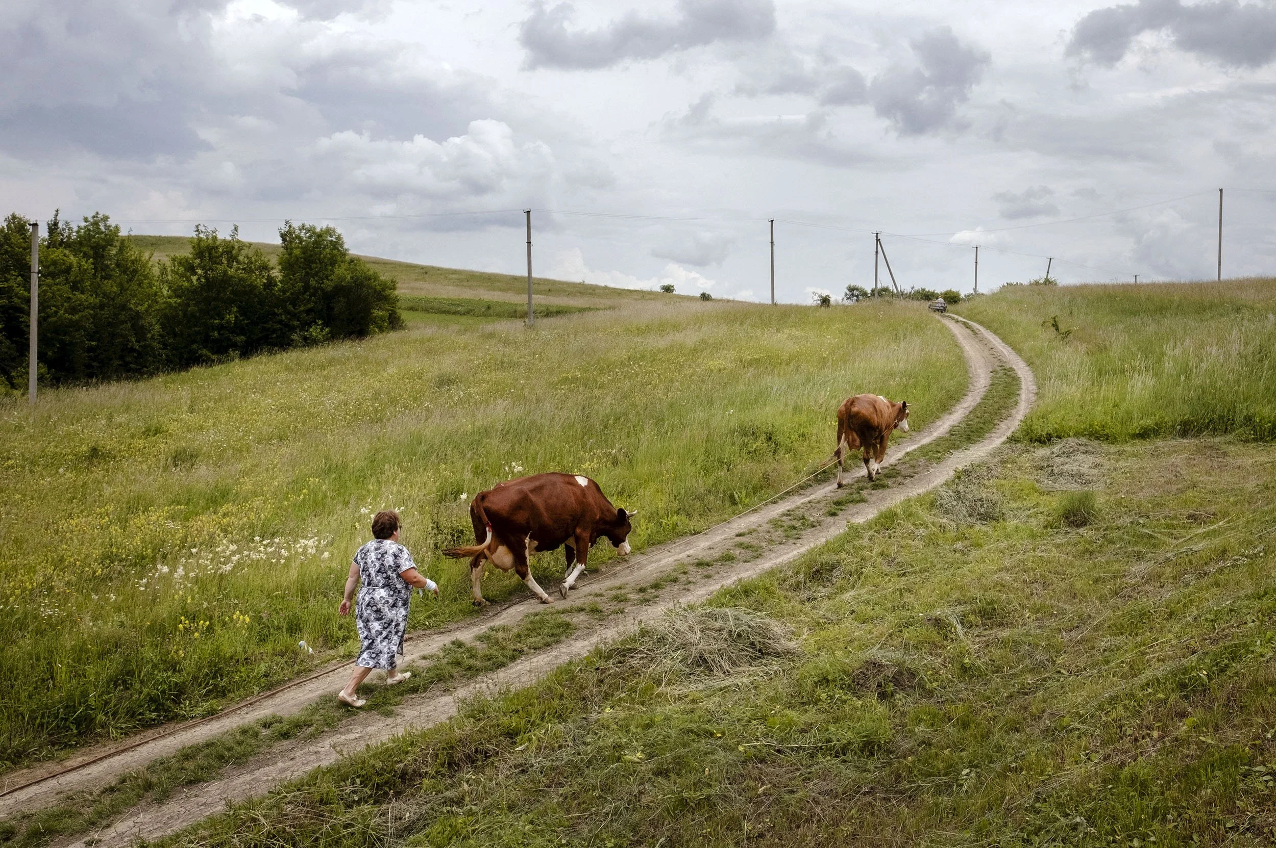 tasic’s grandmother walked their two cows back home.