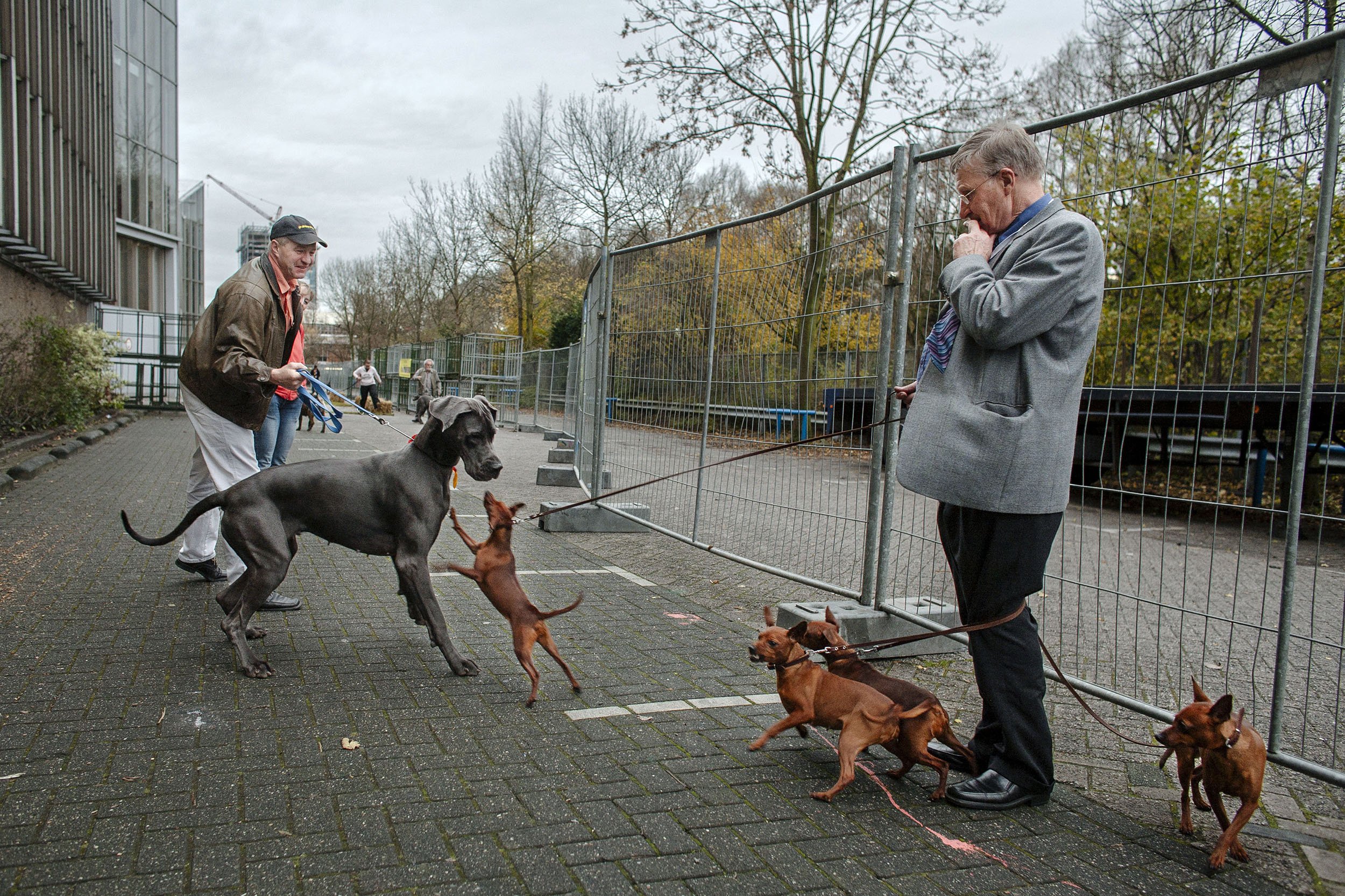 Dog owners let their dogs relieve themselves at Winner dog show, Amsterdam, the Netherlands.