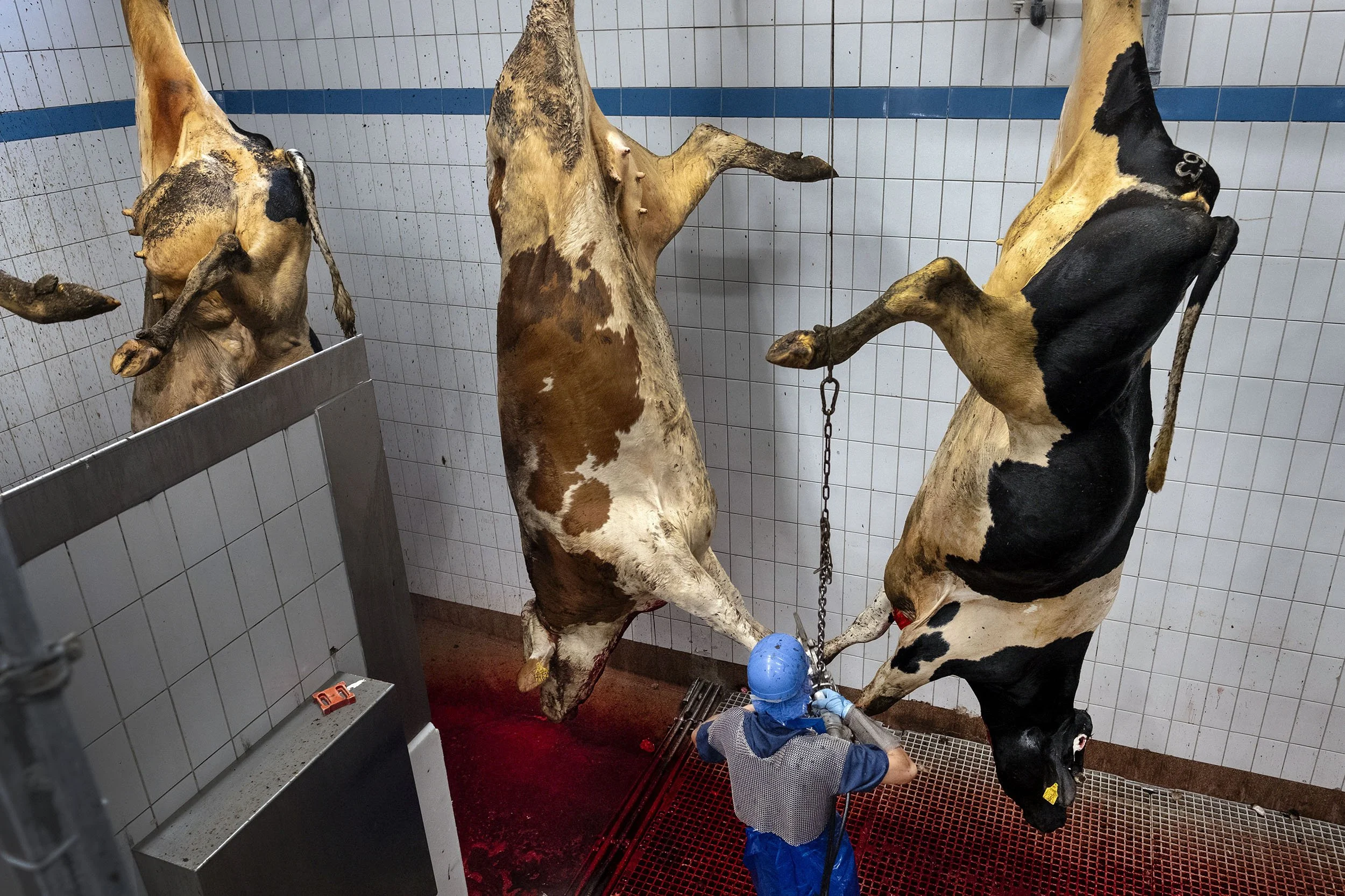 Many Eastern Europeans workers at the slaughterhouse VION in Tilburg, the Netherlands.