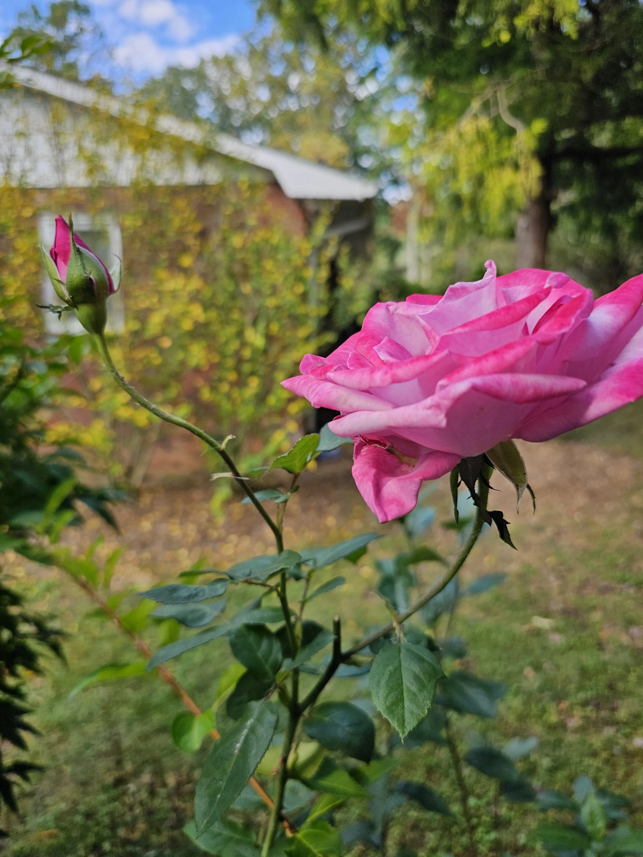 Full Garden Design Plan