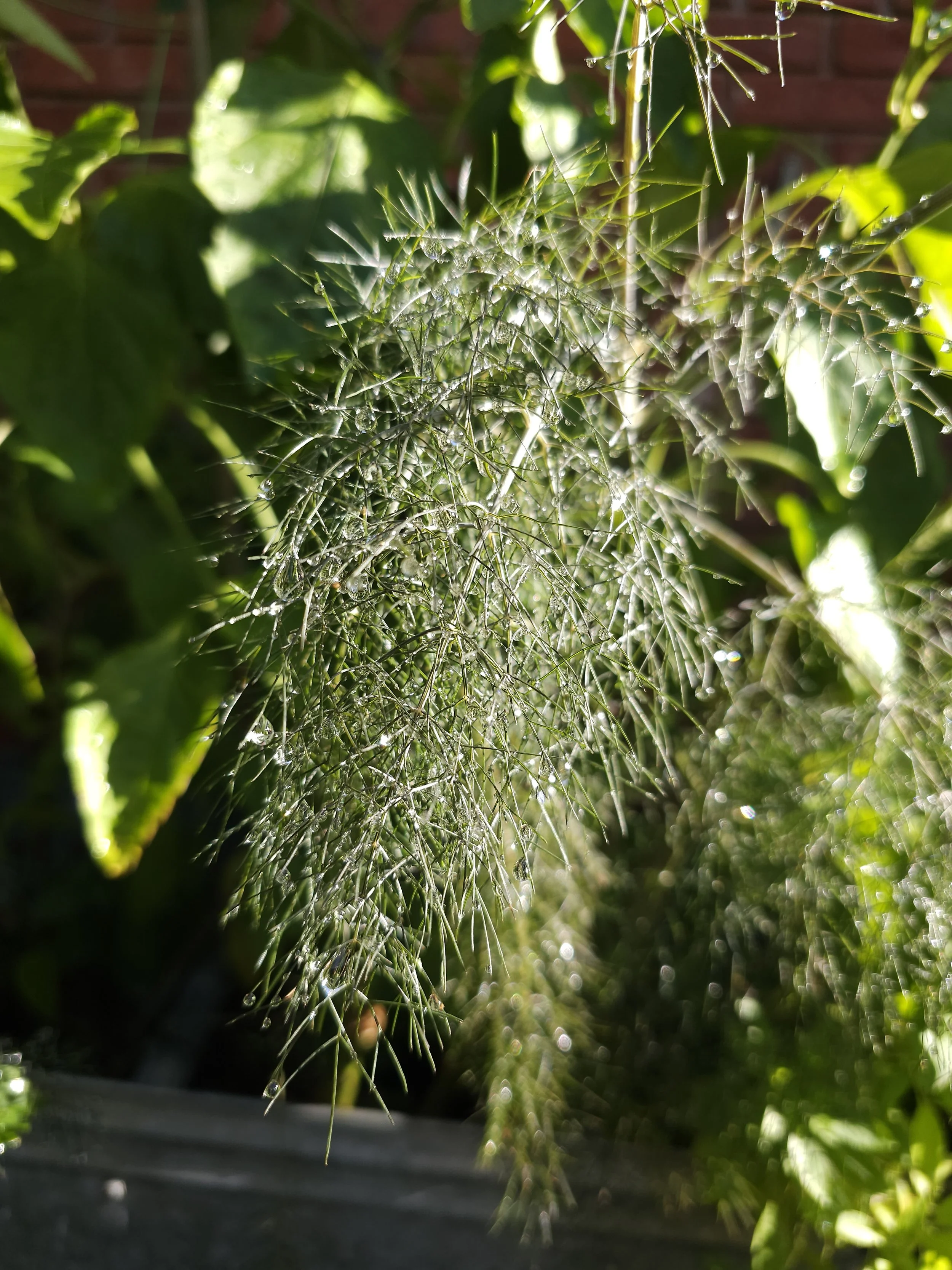 Personalized Garden Consultation