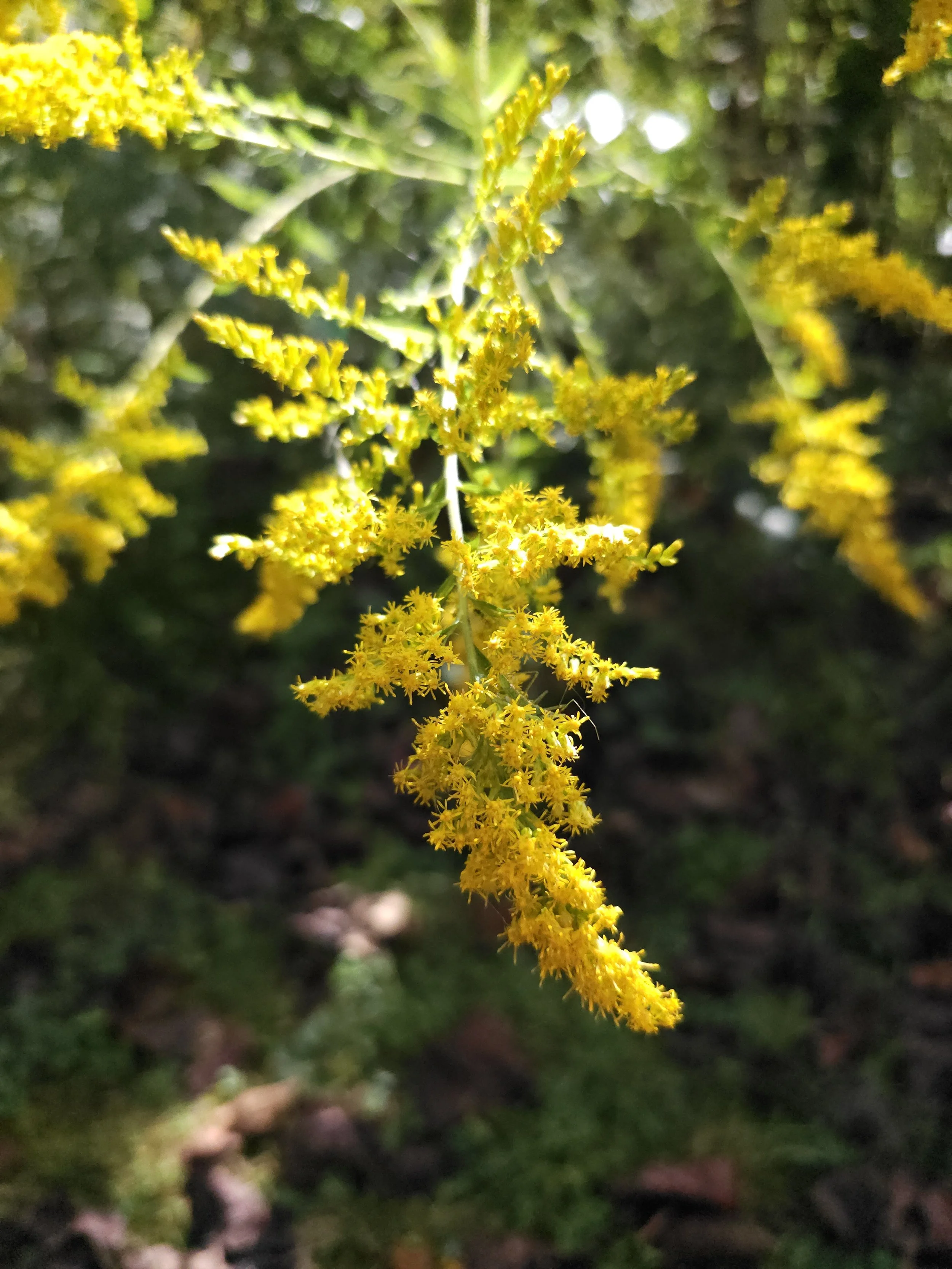 Seasonal Refresh & Plant Styling