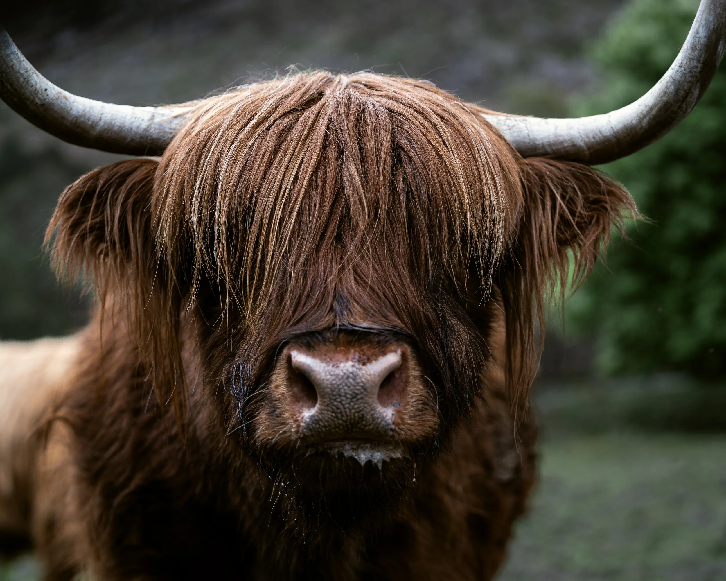 Highland Coo insta post.jpg