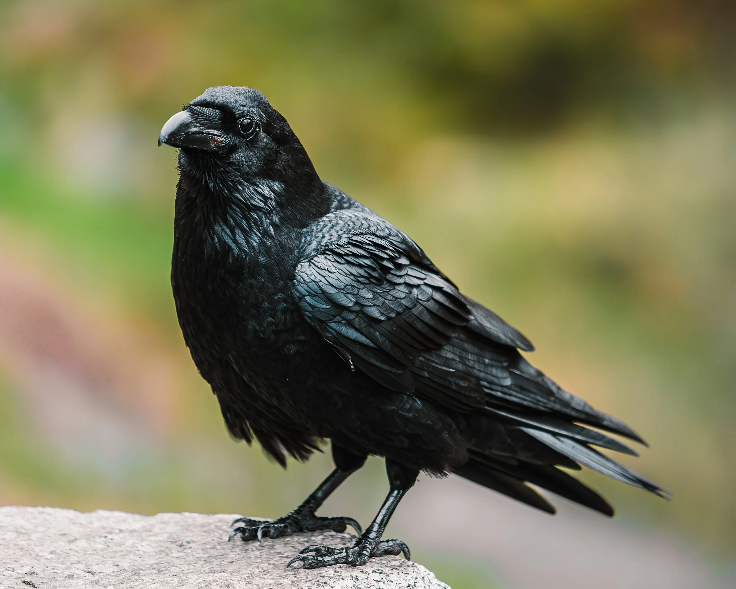 bird.jpg
