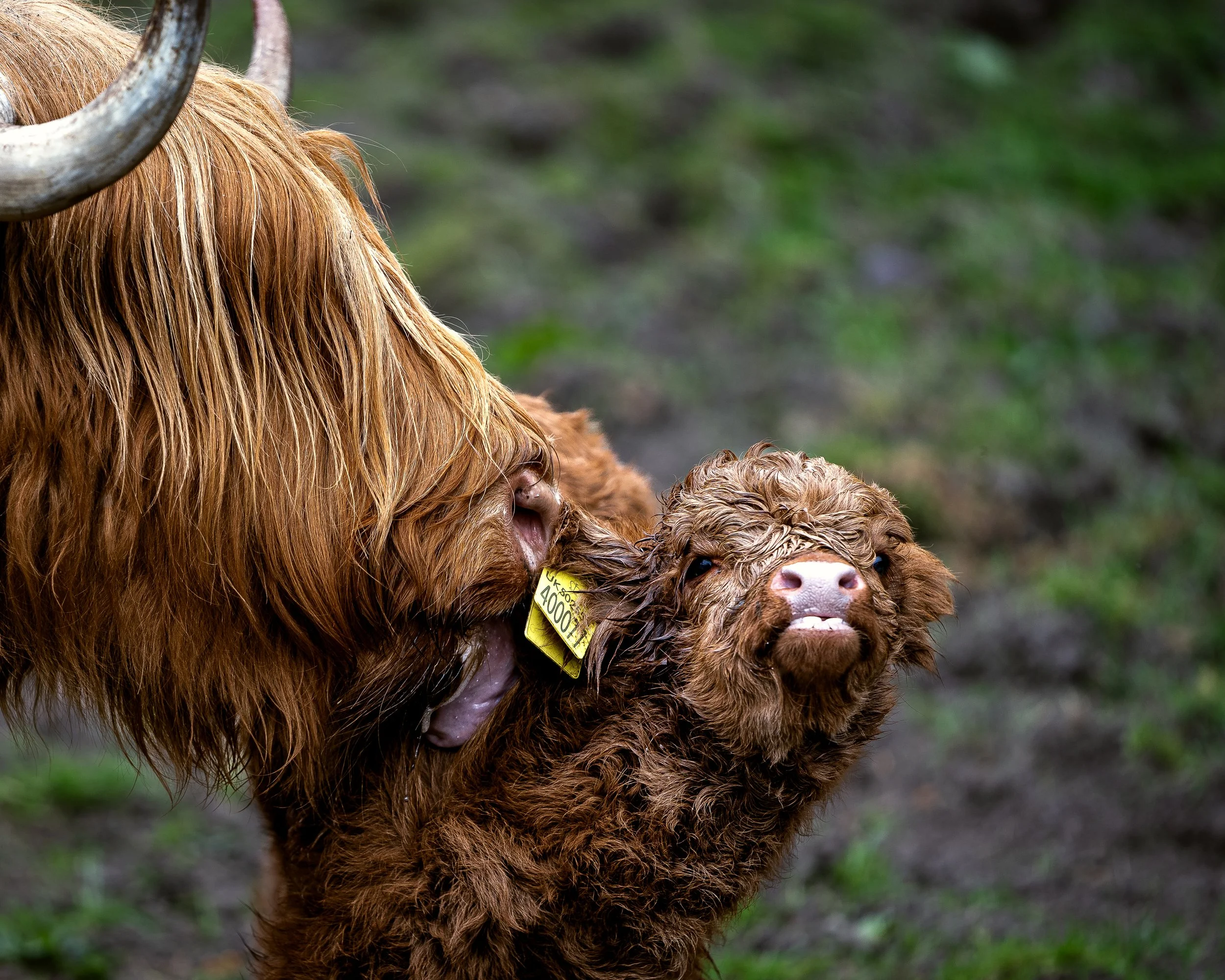 Highland Coo bath time insta post.jpg