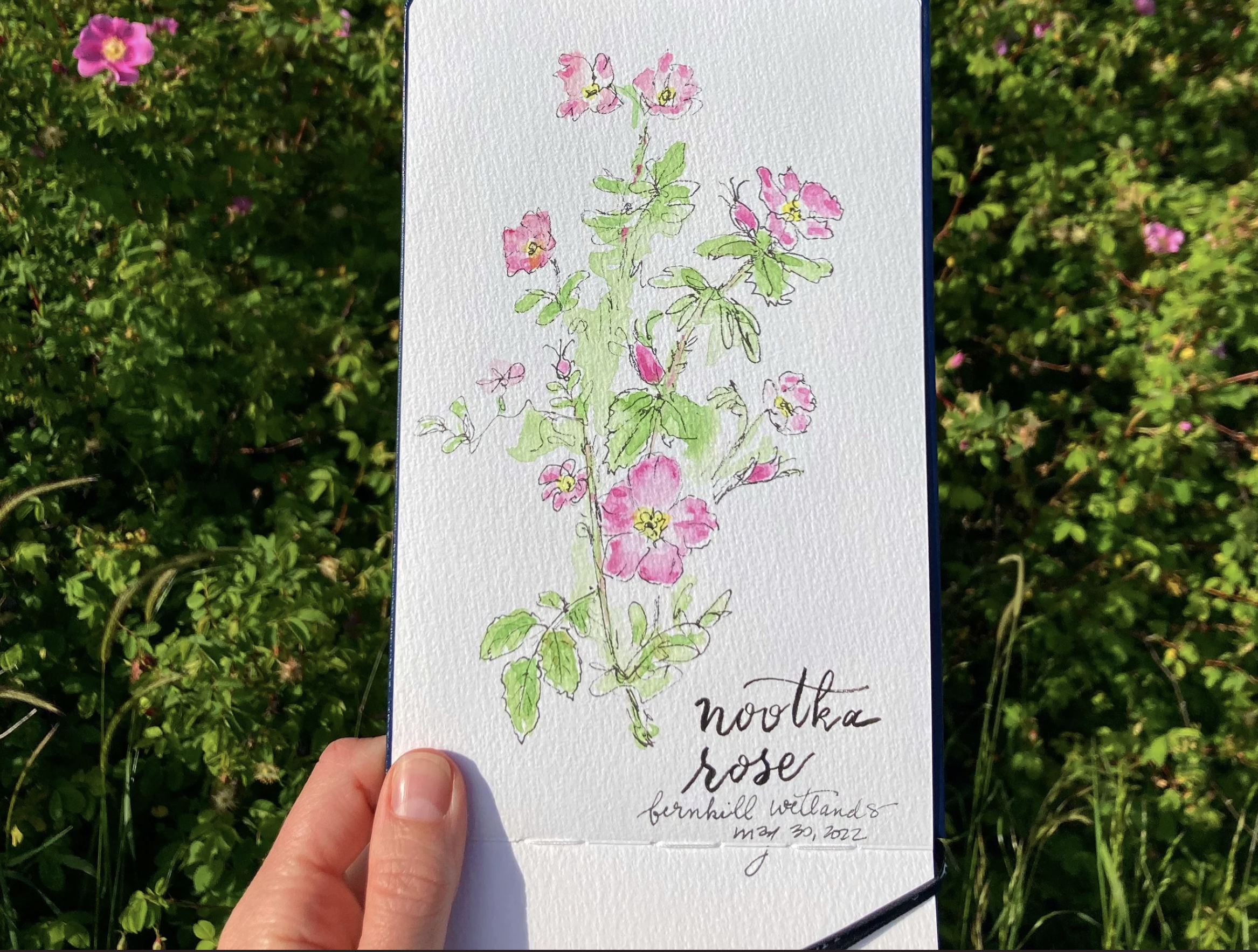Watercolor Botanical Illustration with Guest Artist Molly Chidsey 