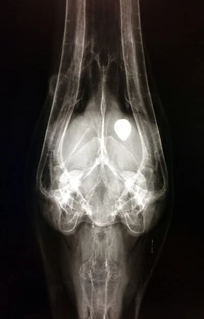 Imaging the Anthropocene