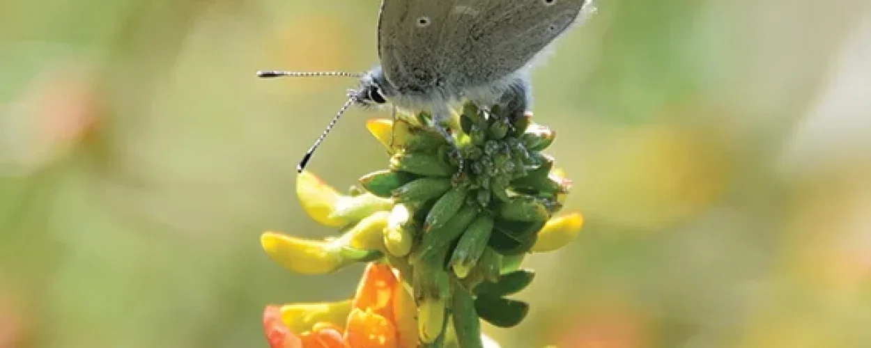 Walking in the Paths of Butterflies 