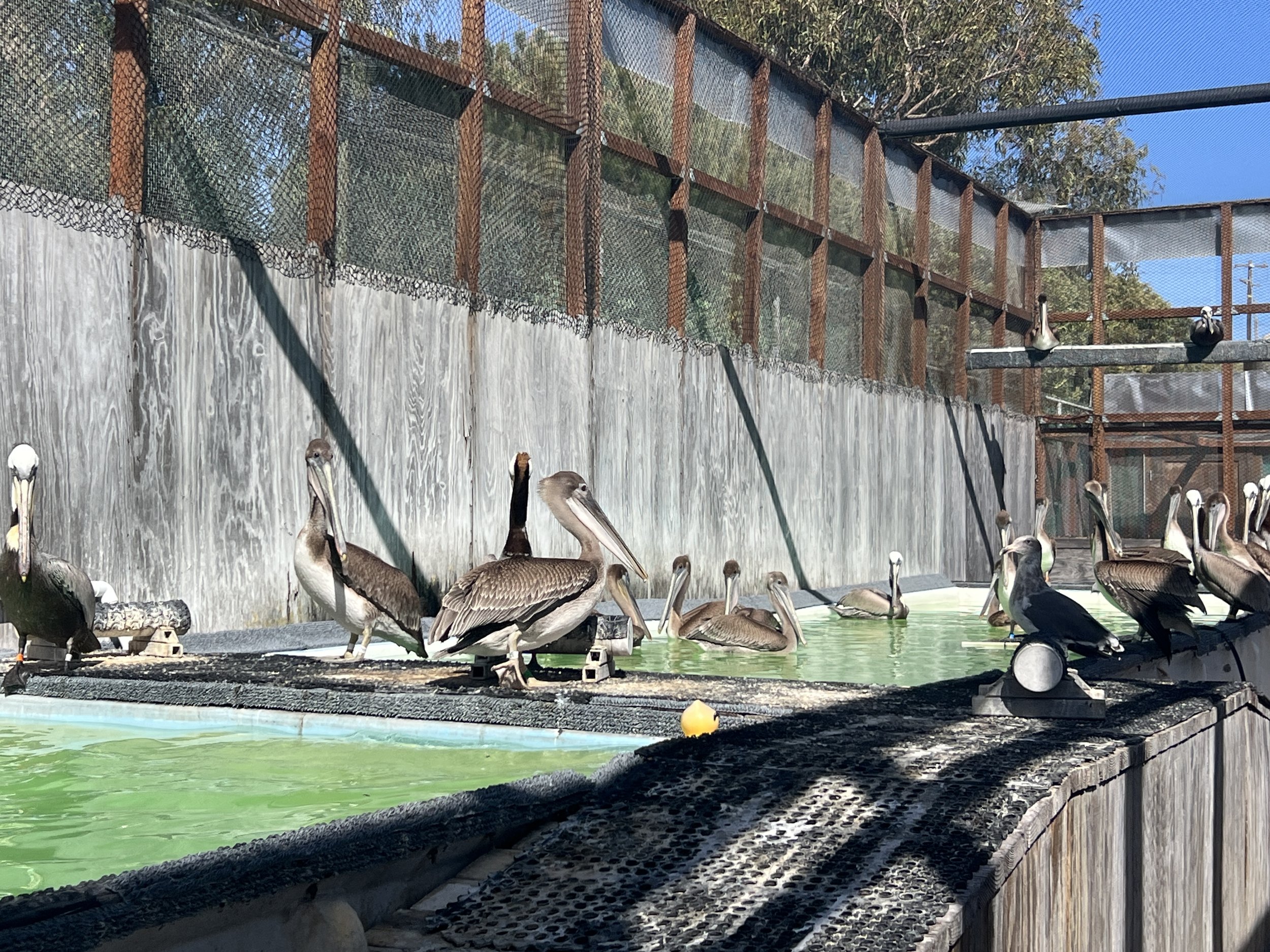 Deep Attunement at the Bird Rescue