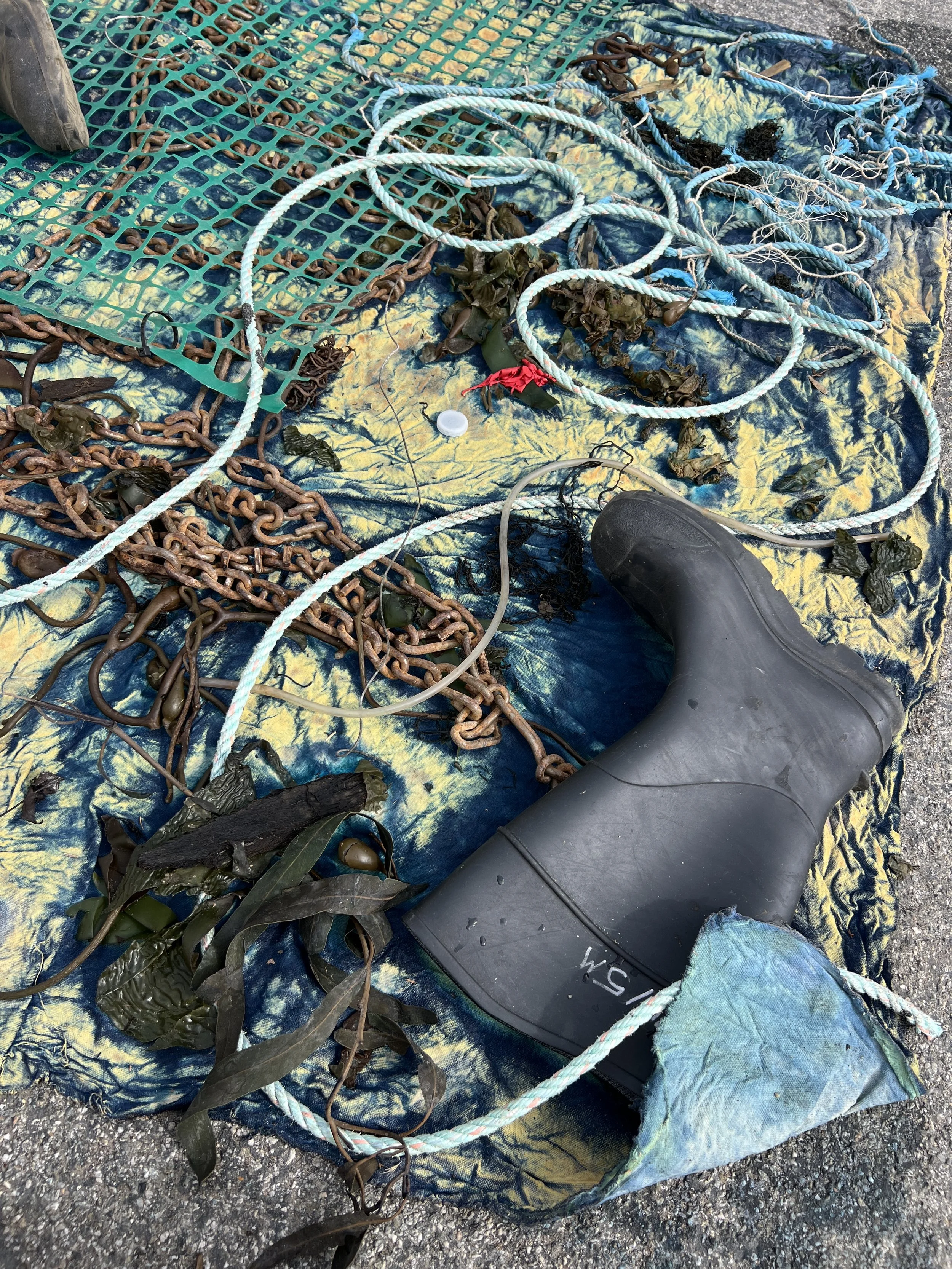 Site-Specific Cyanotyping and Kelp-Dying at Cabrillo Beach (II)