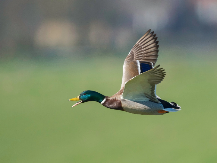 Taming Wild Ducks