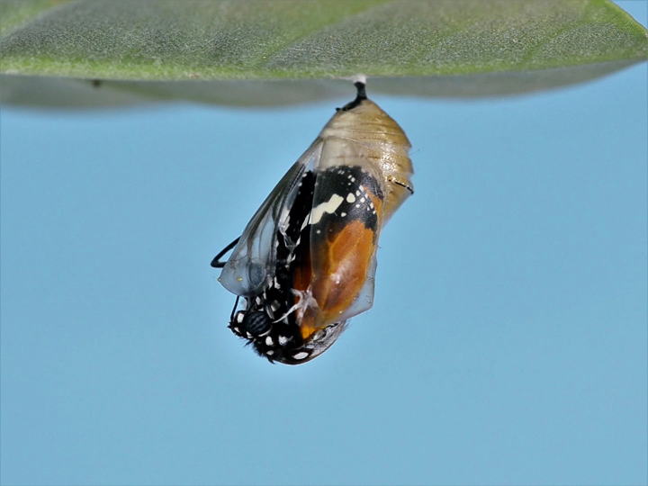 A Man Found a Cocoon