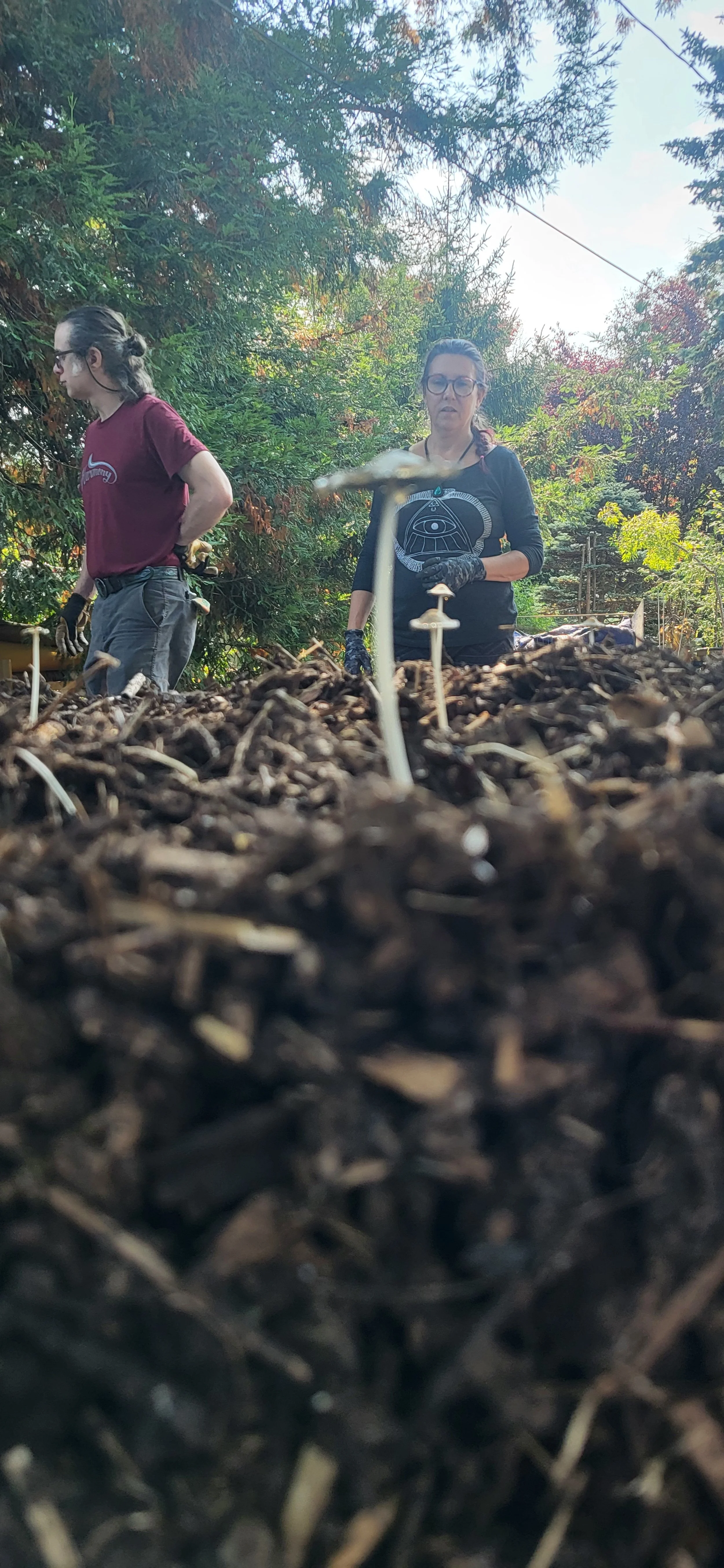 Two people working outdoors among trees, with a focus on mushrooms growing in the soil in the foreground.