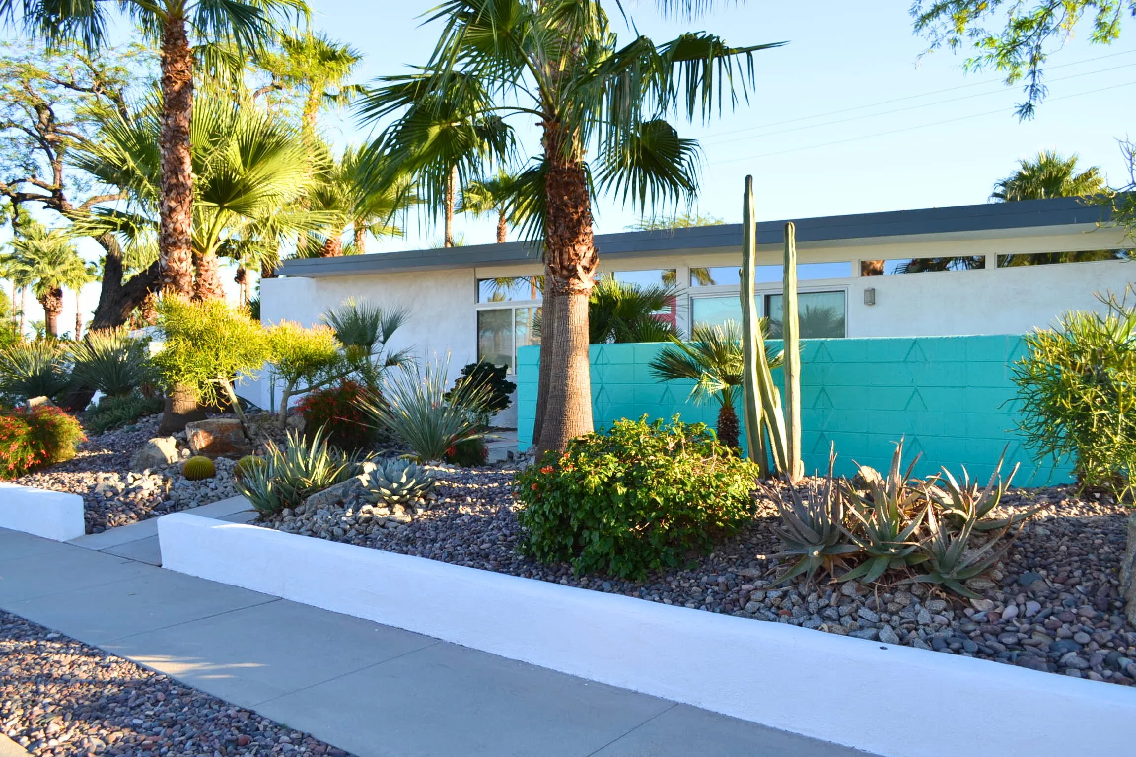 A desert landscape with various cacti, succulents, and palm trees in front of a modern house with a white exterior and large windows.