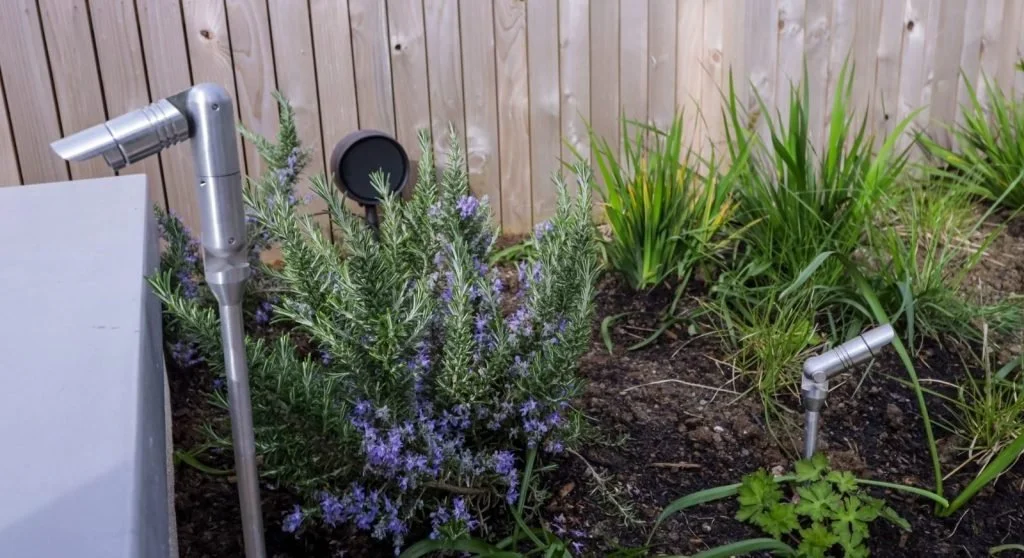 A garden with green plants and purple flowering herbs, with irrigation sprinklers and a wooden fence in the background.