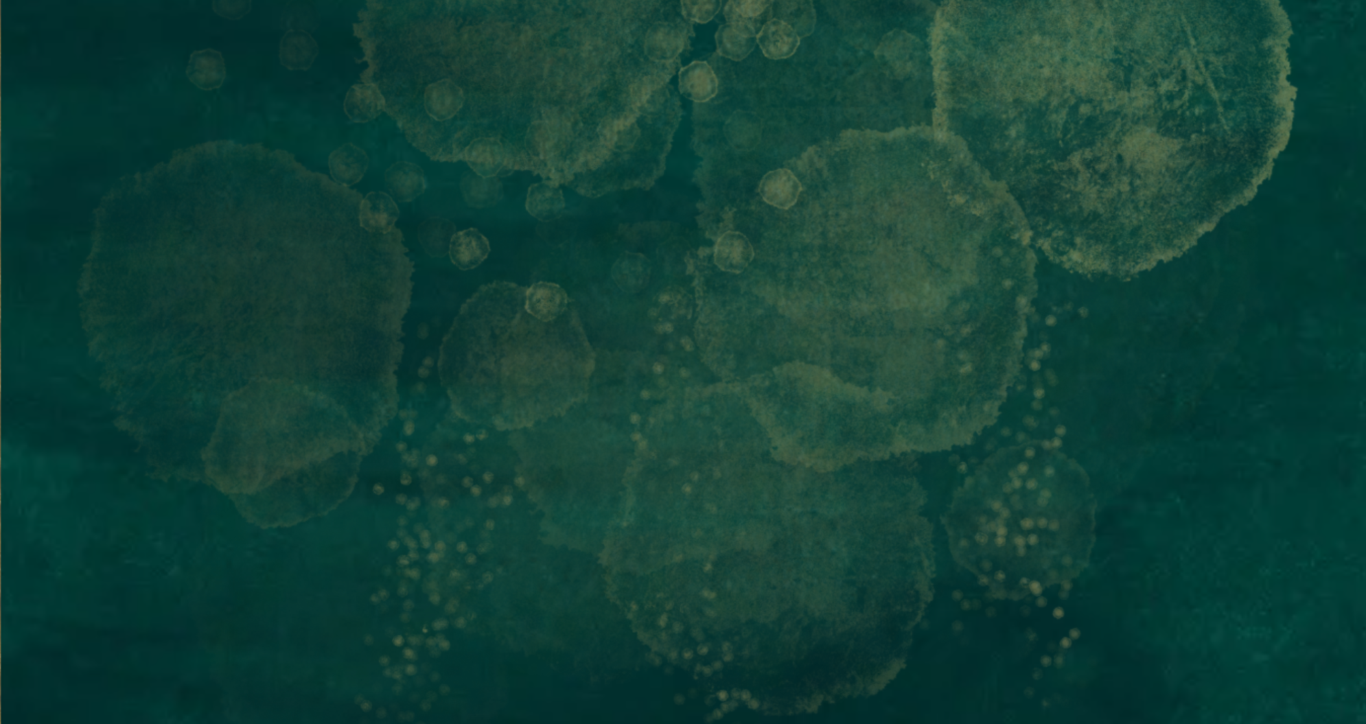 Website Background.PNG