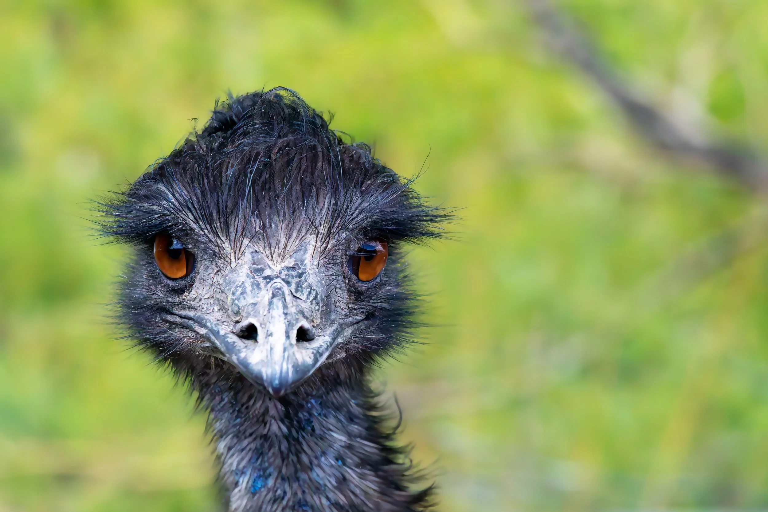 Emu