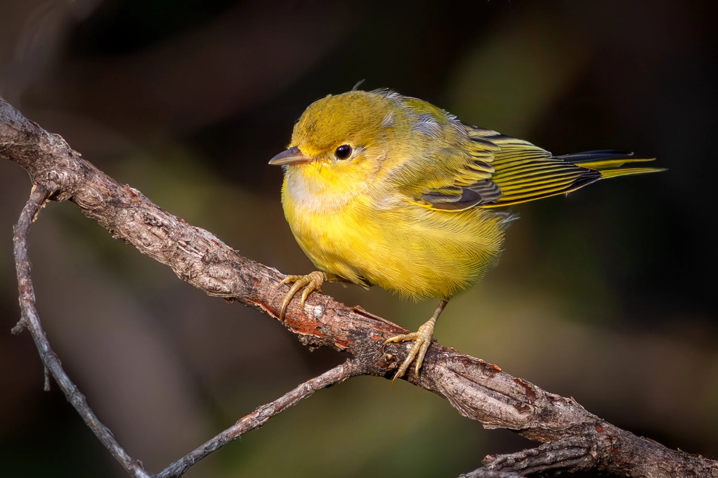 Yellow Warbler