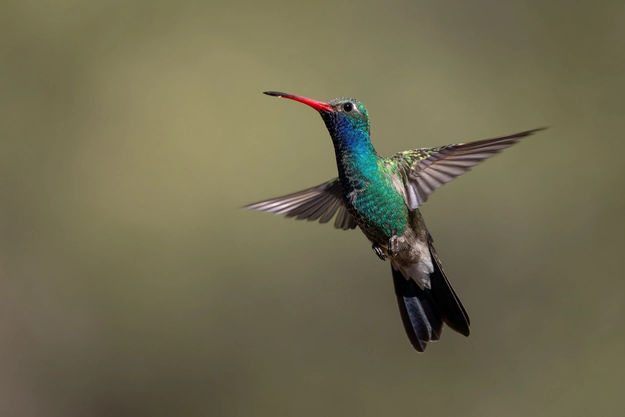 Broad-billed Hummingbird (male) 