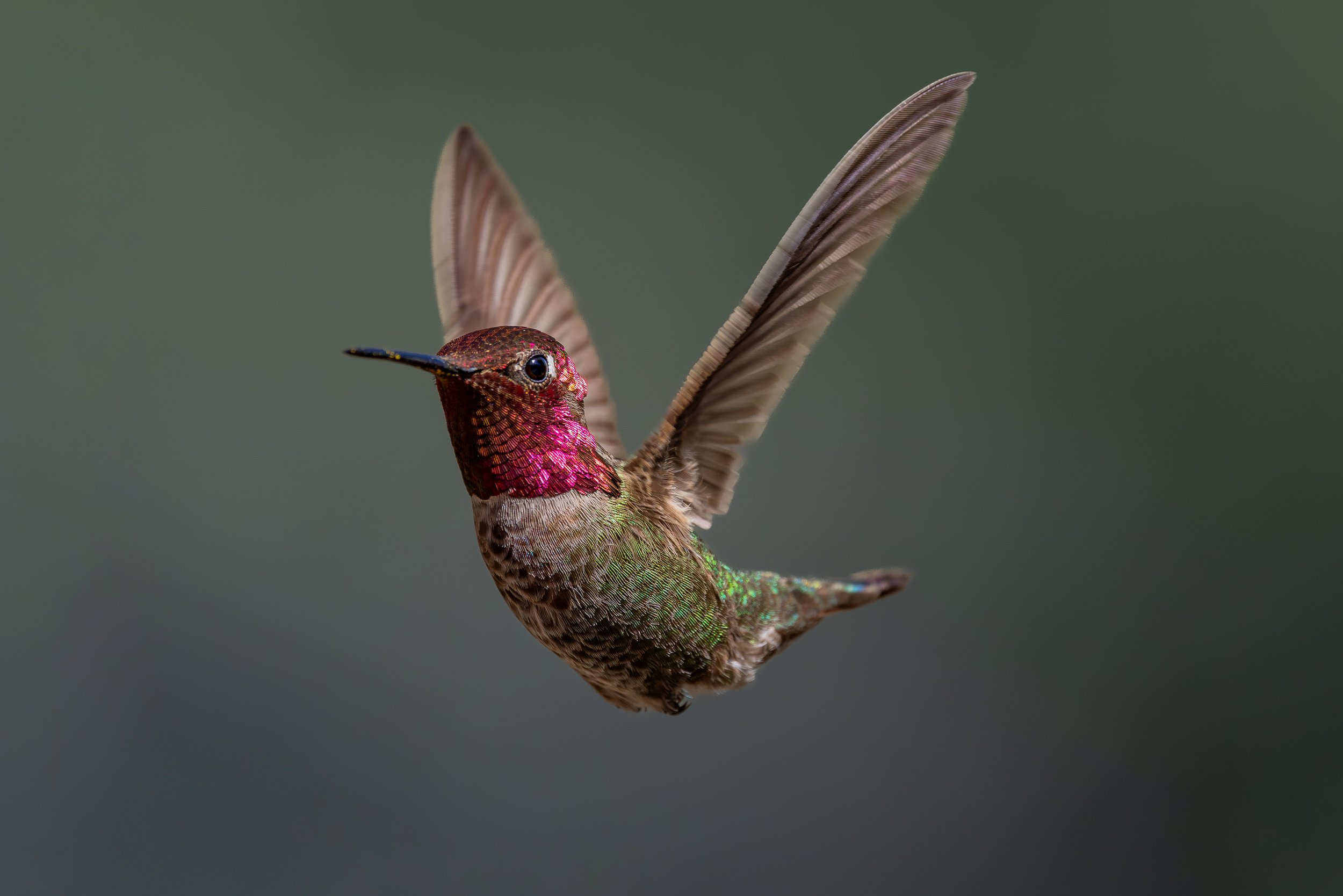 Anna's Hummingbird