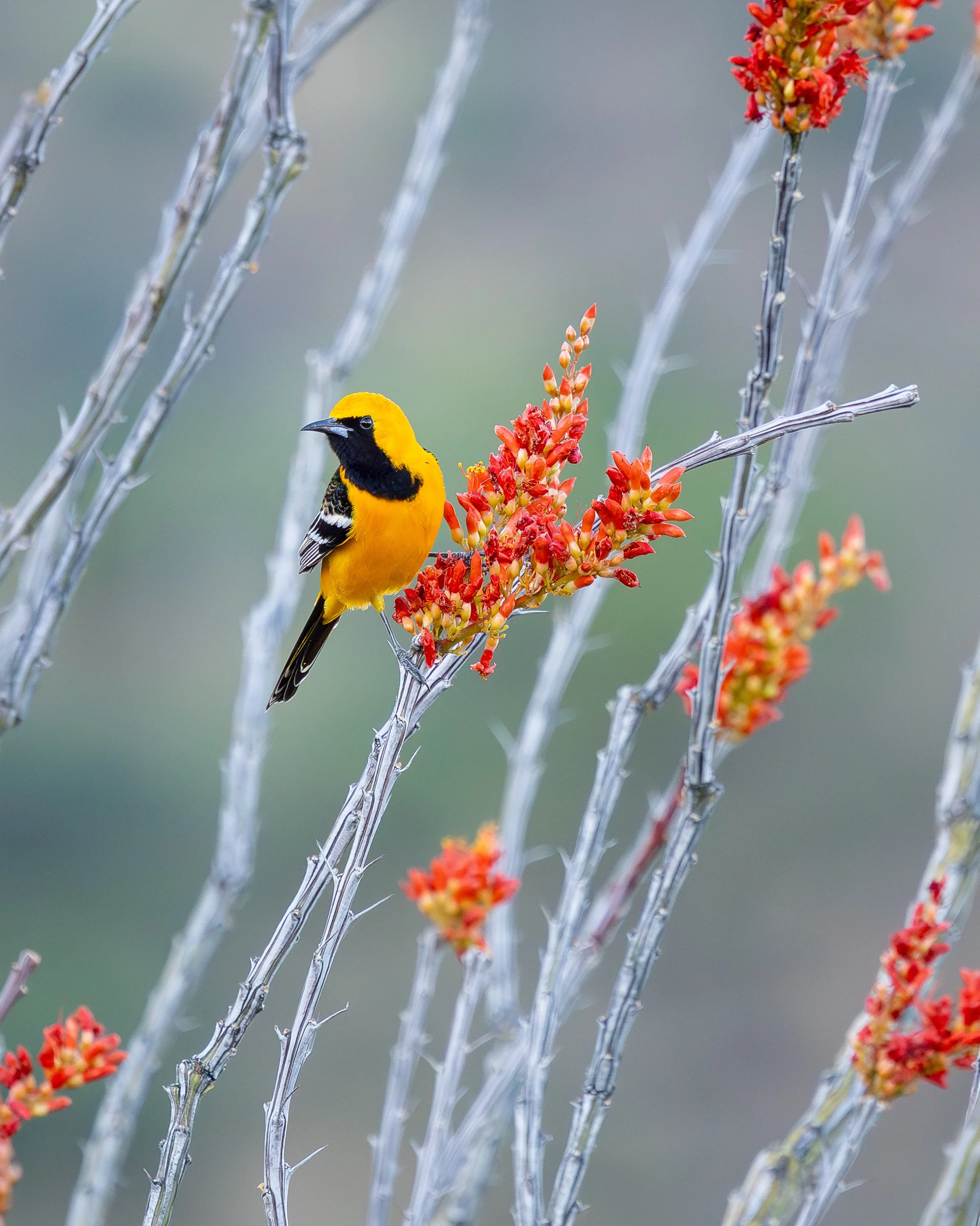 Hooded Oriole (male)