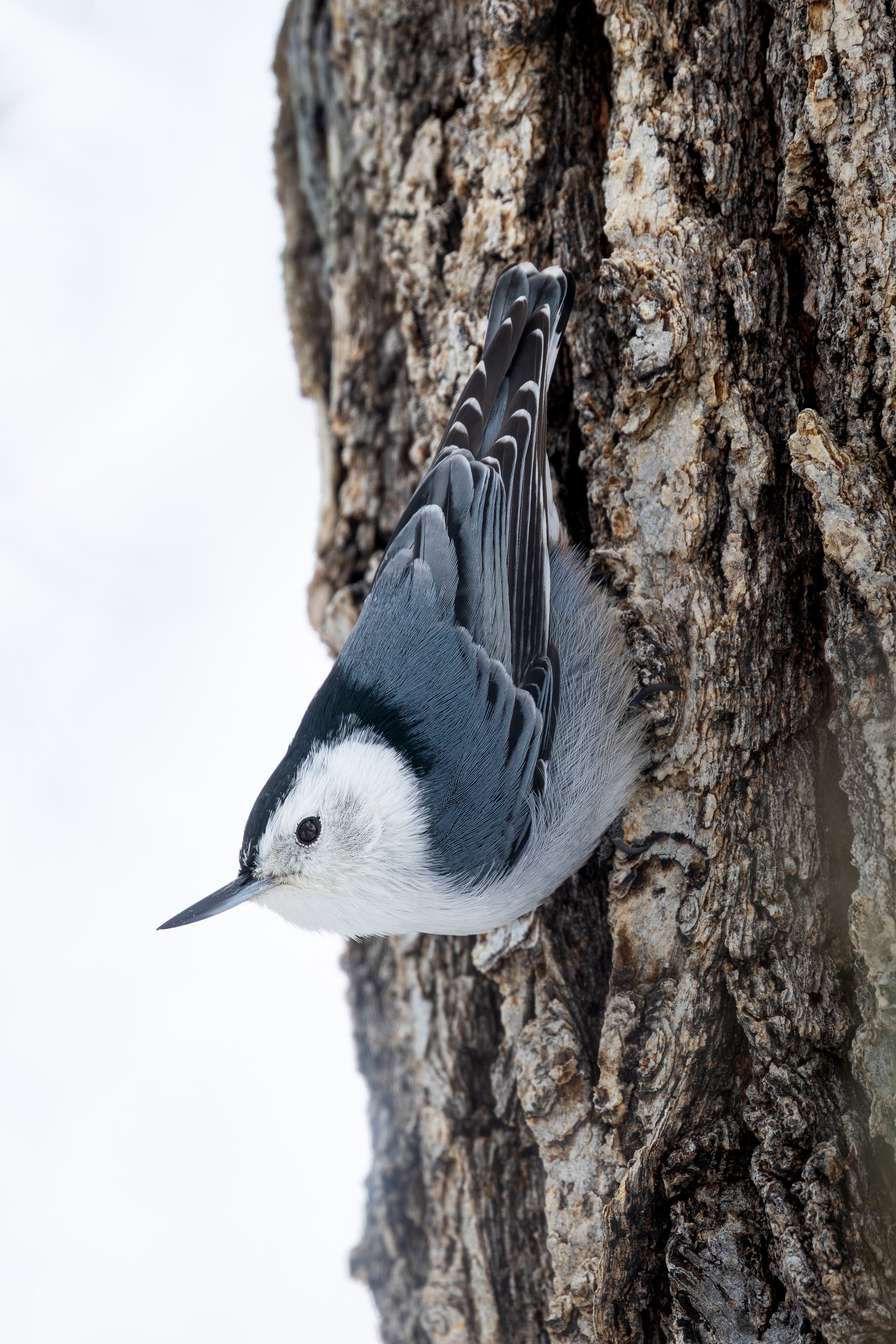 White-breasted Nuthatch