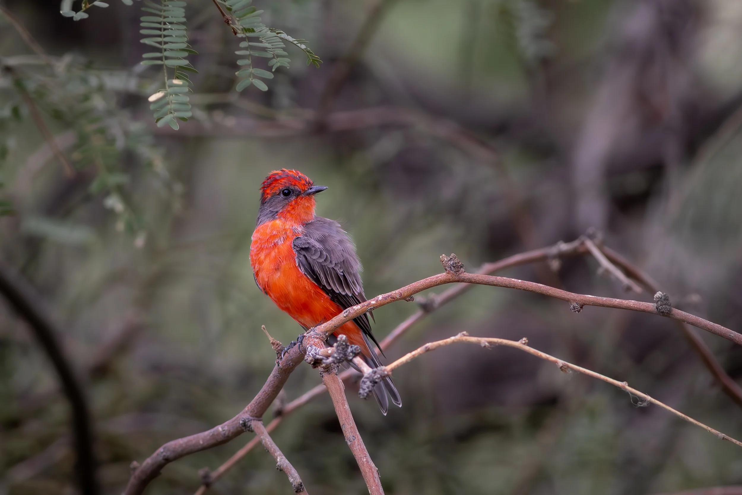 Vermillion Flycatcher (male)