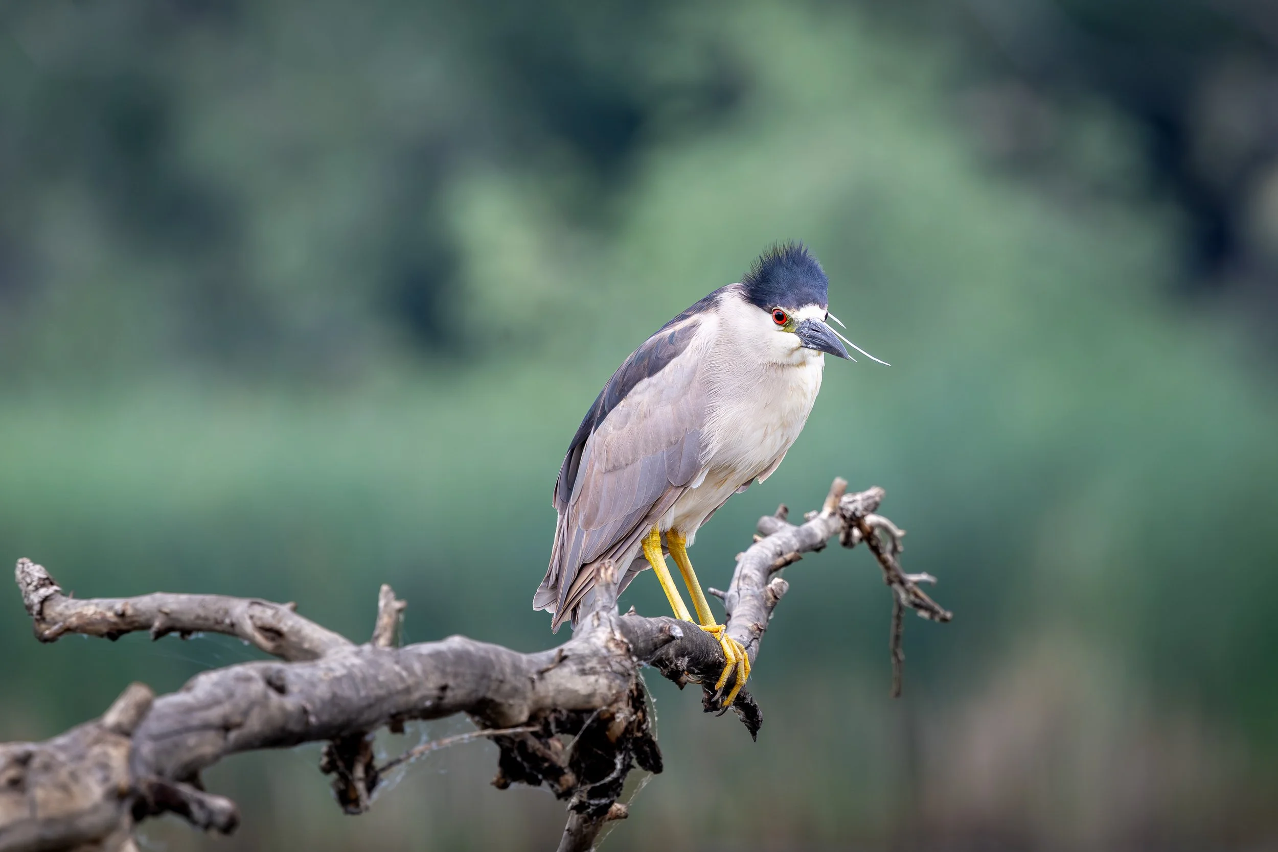 Black-crowned Night Heron