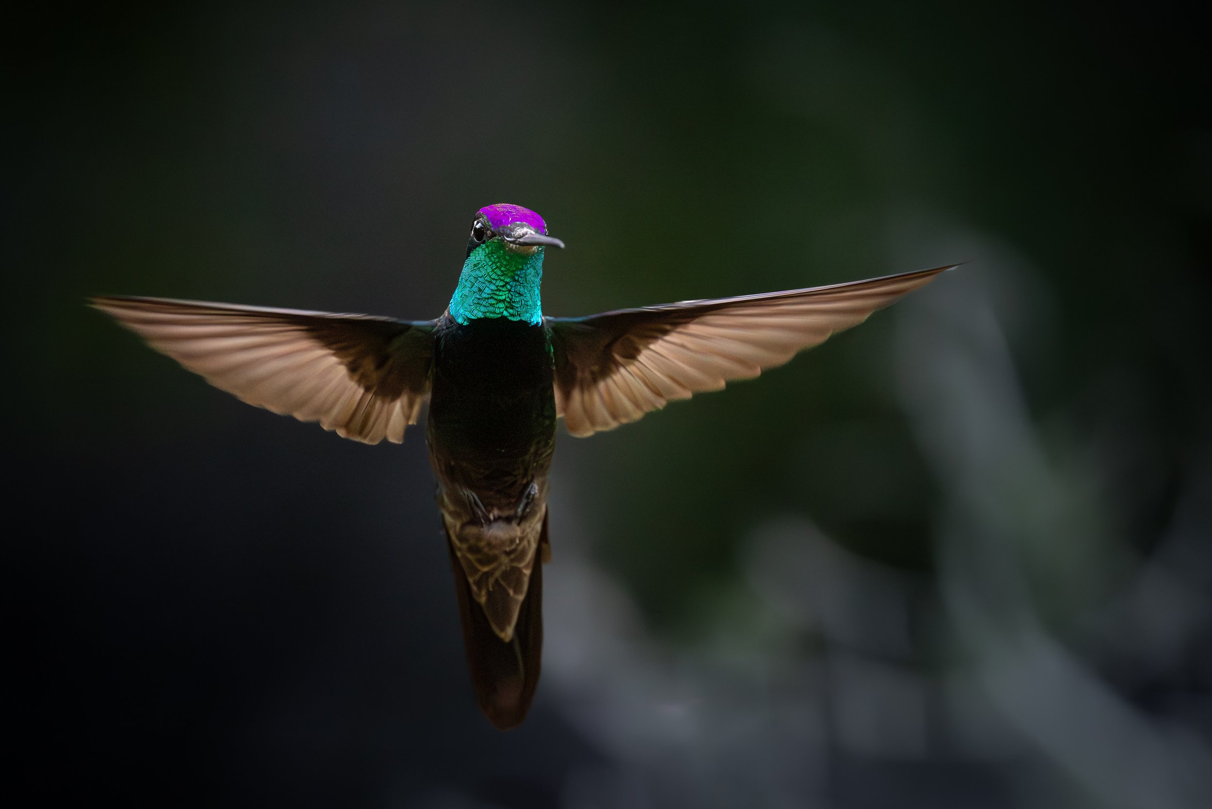 Rivoli's Hummingbird