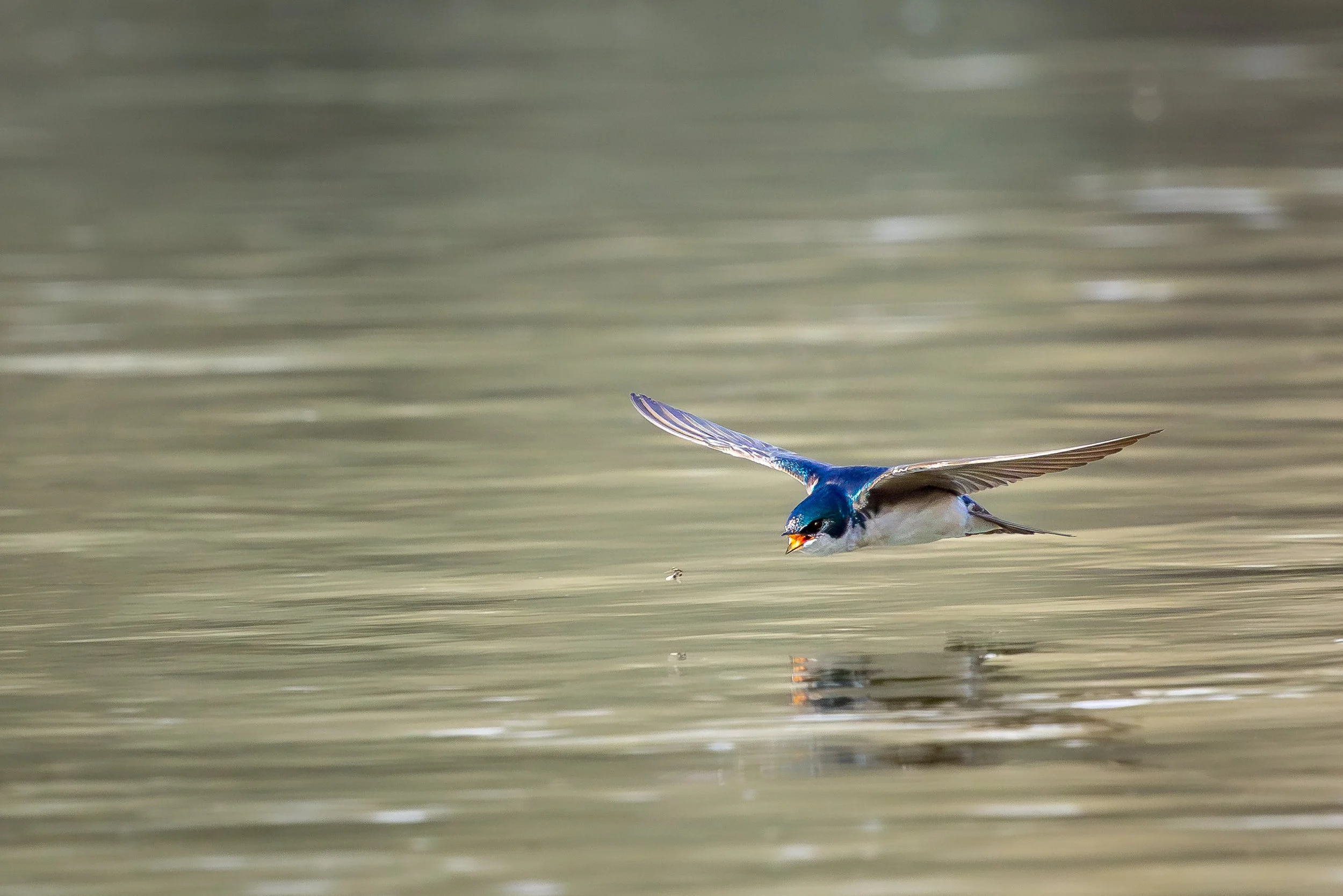 Tree Swallow
