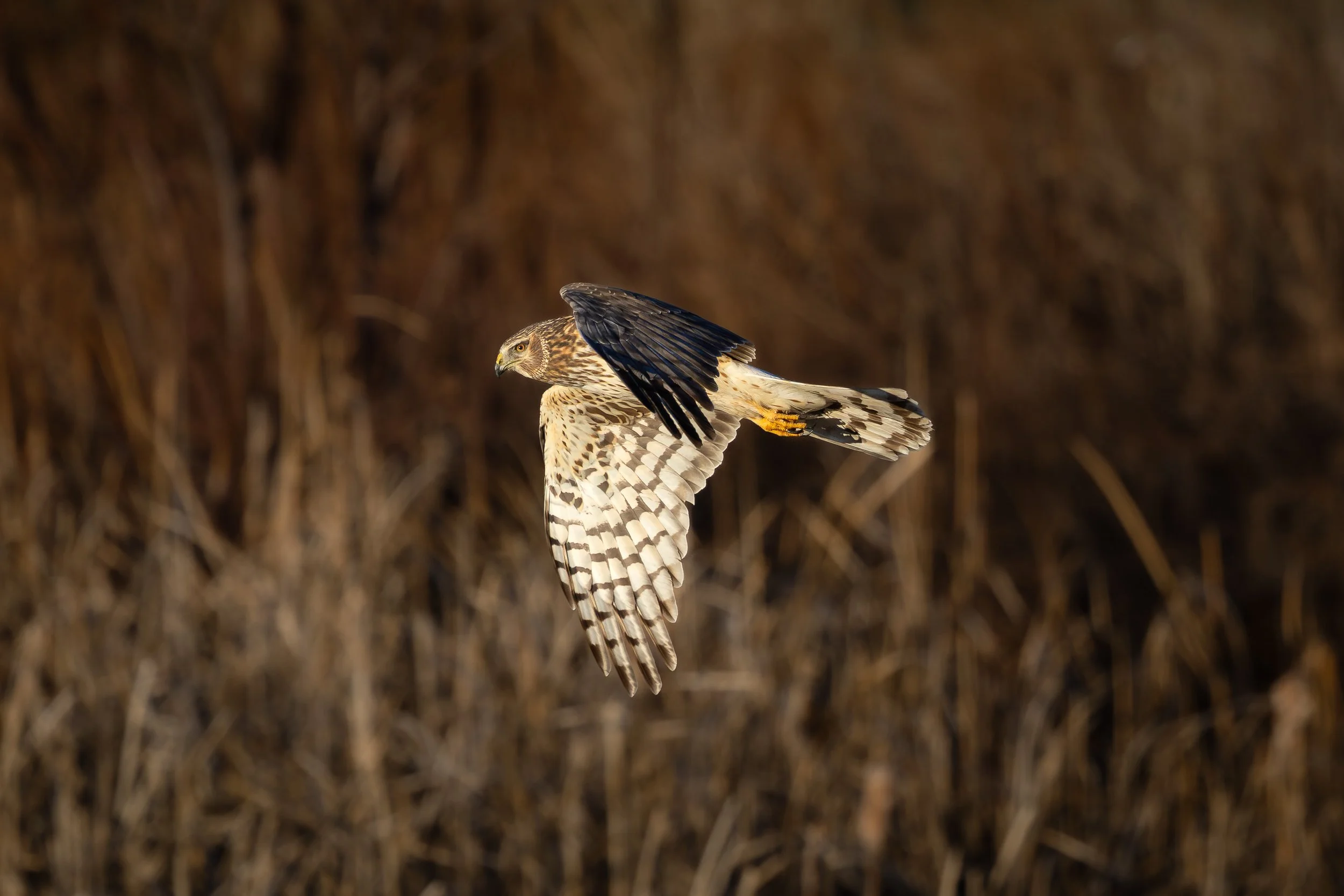 Northern Harrier