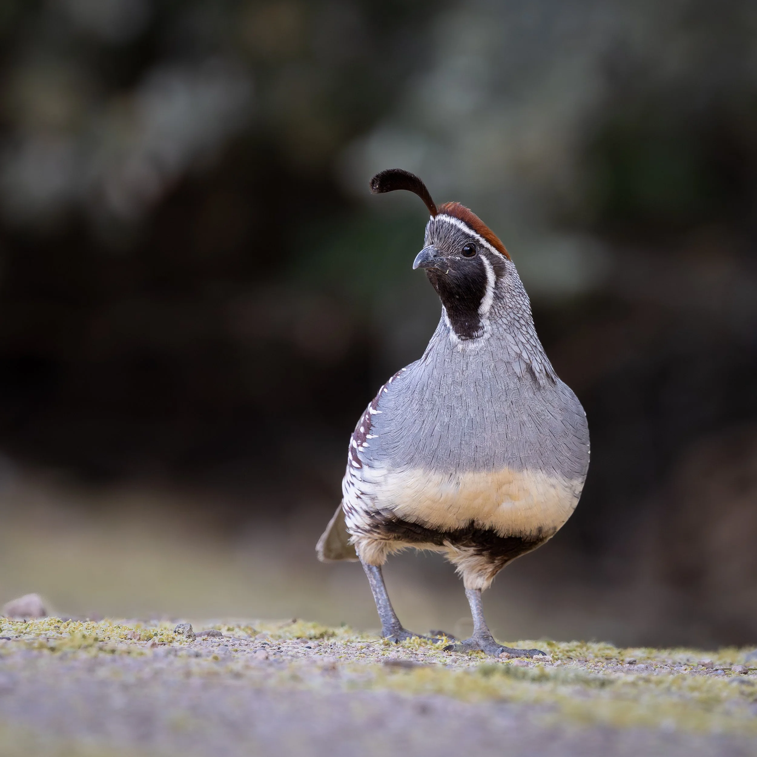 Gambel's Quail