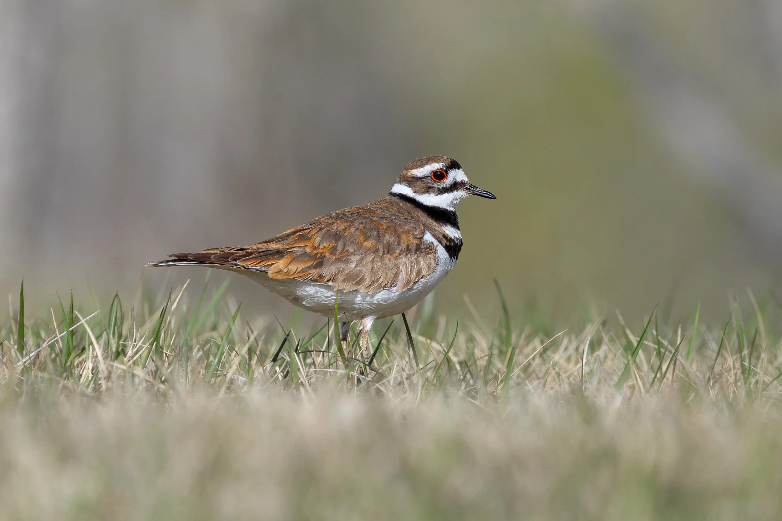 Kildeer